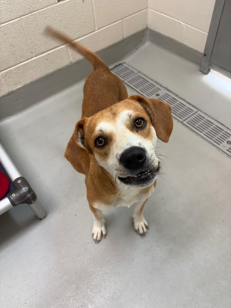 Enlarge Victor / AC 28352 A, a Adoptable mixed breed in Greeneville, TN image 3/3