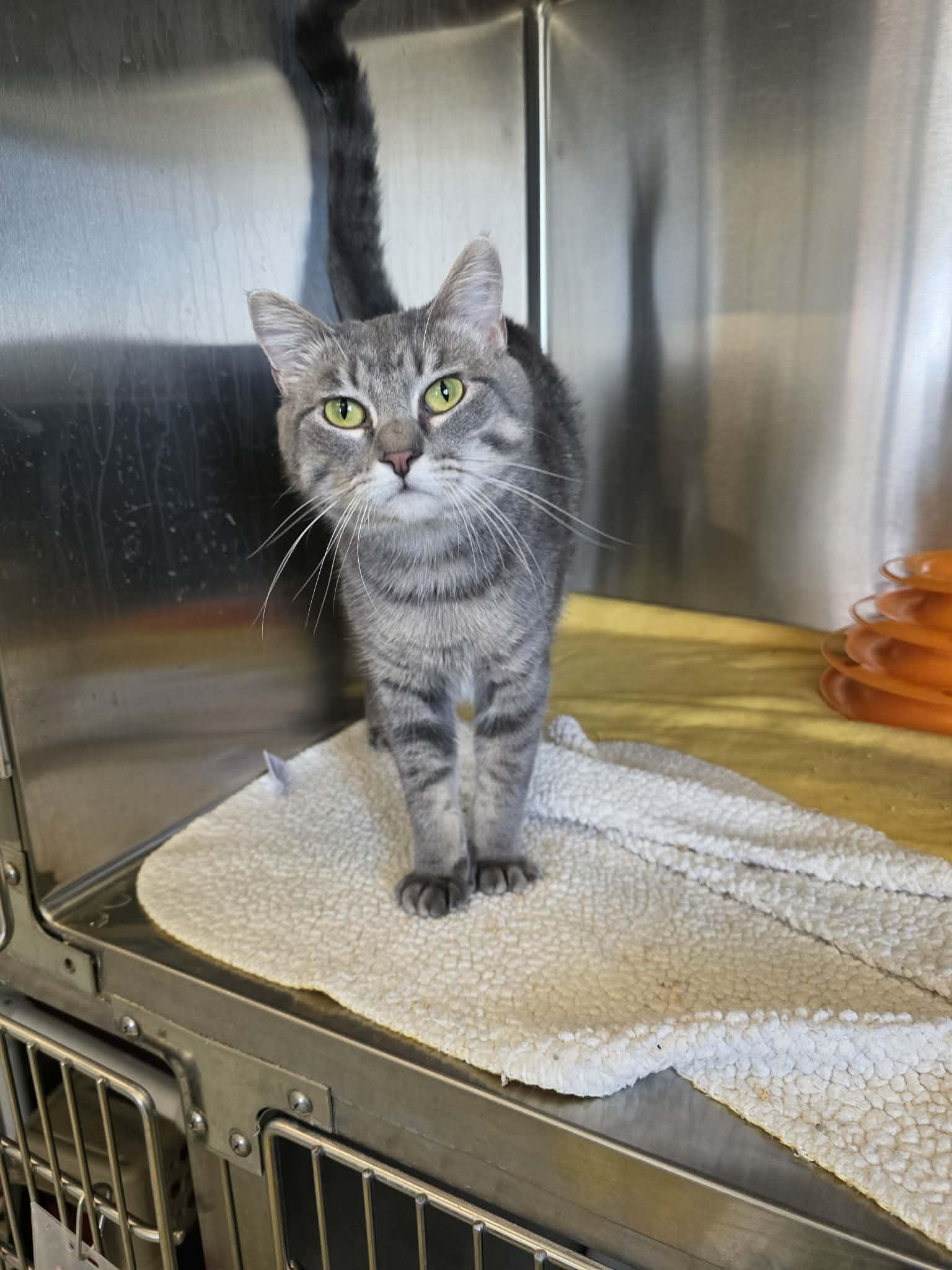 Zandi, Adoptable, Young Female Domestic Short Hair.