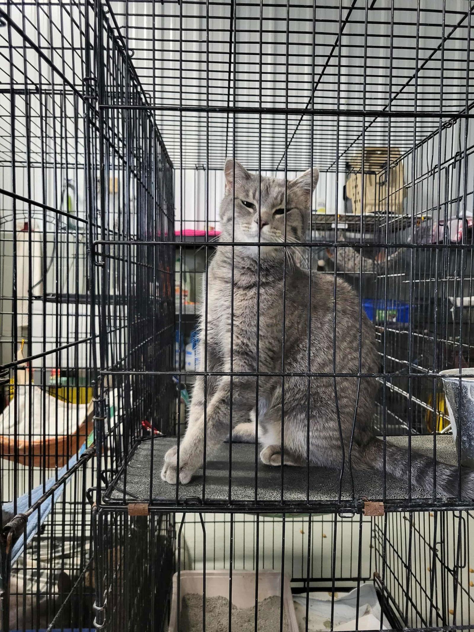 Zandi — thumbnail 2