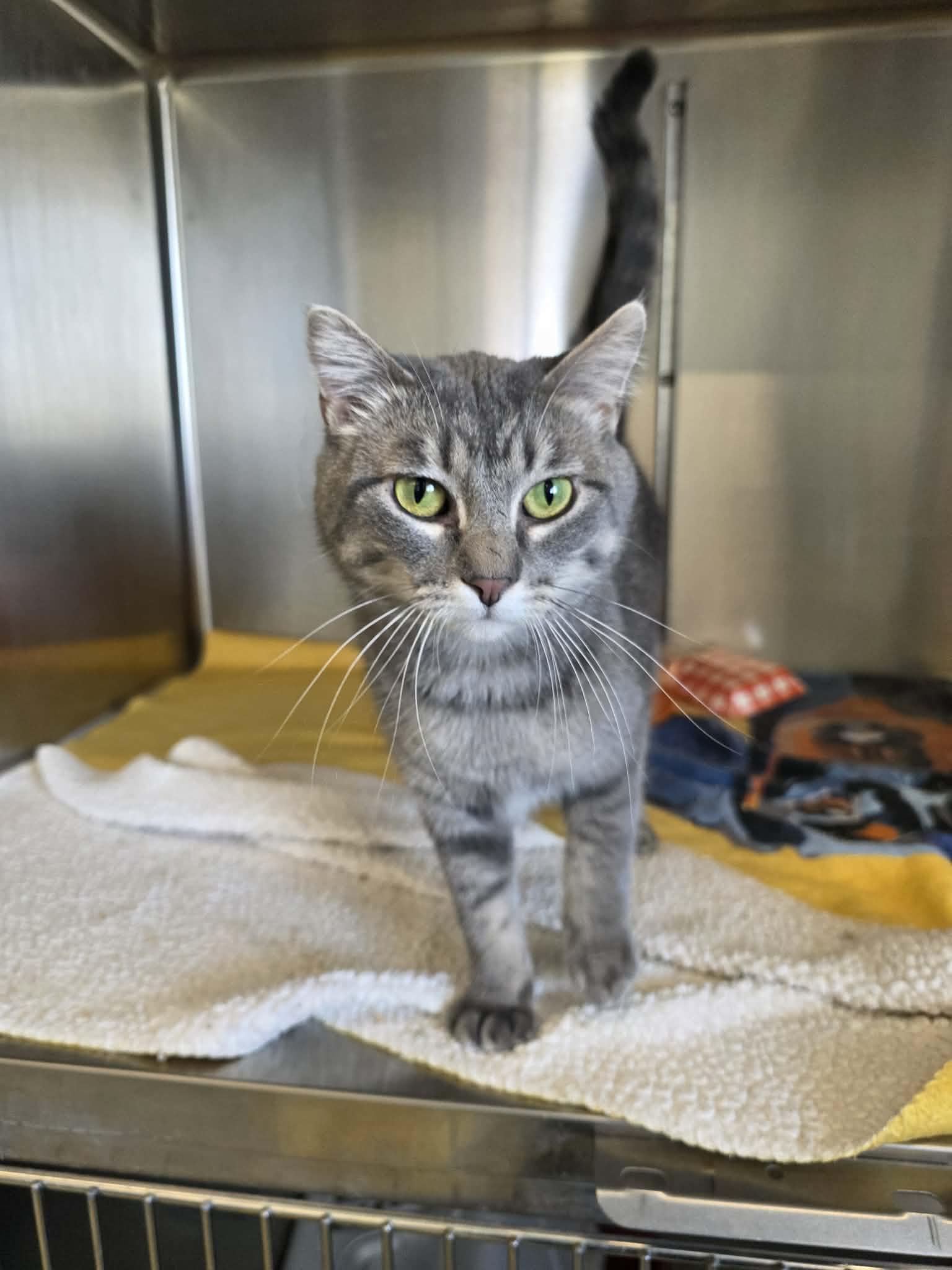 Enlarge Zandi, a Adoptable Domestic Short Hair in Detroit Lakes, MN image 2/3