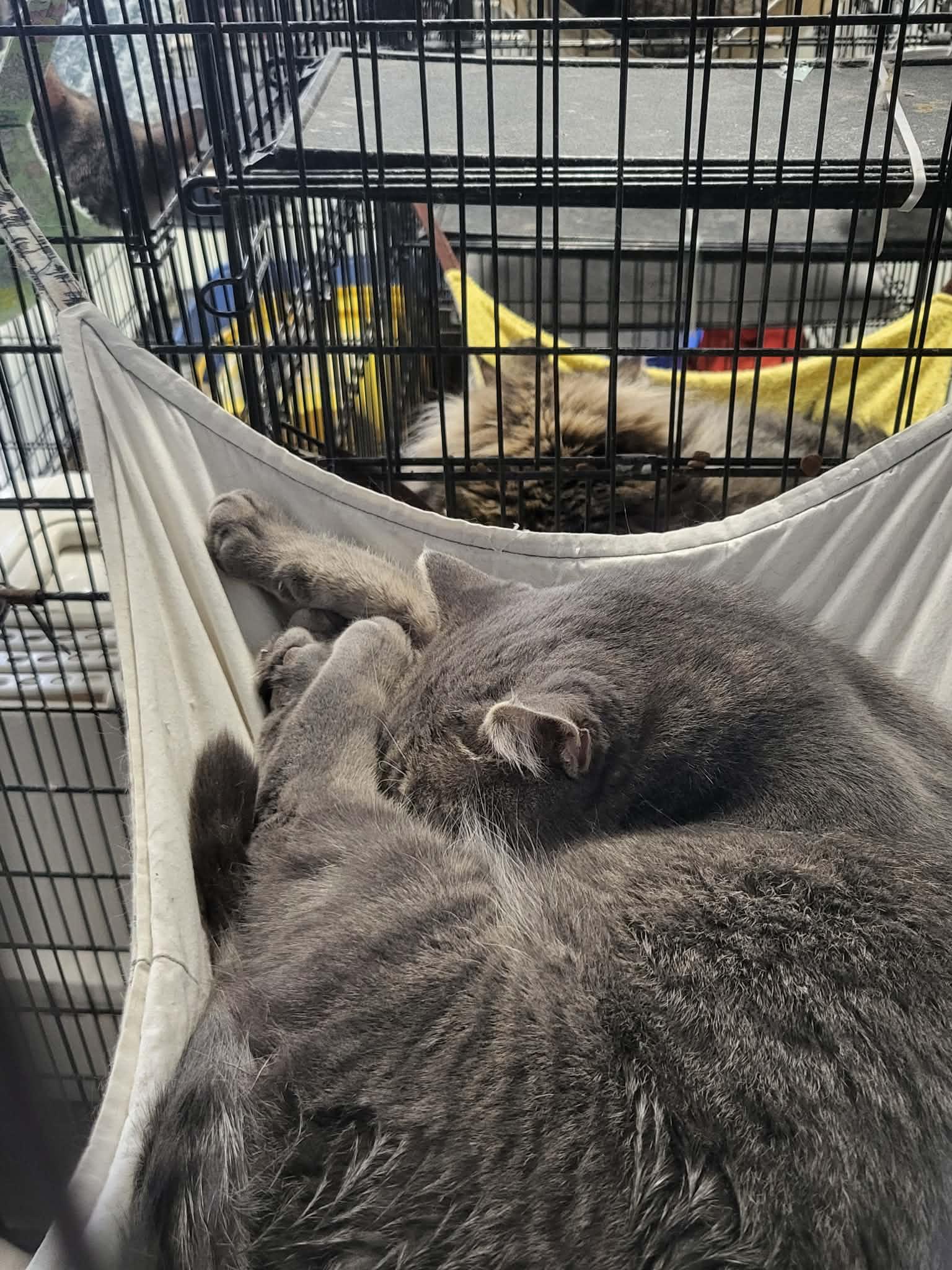 Zandi — thumbnail 3