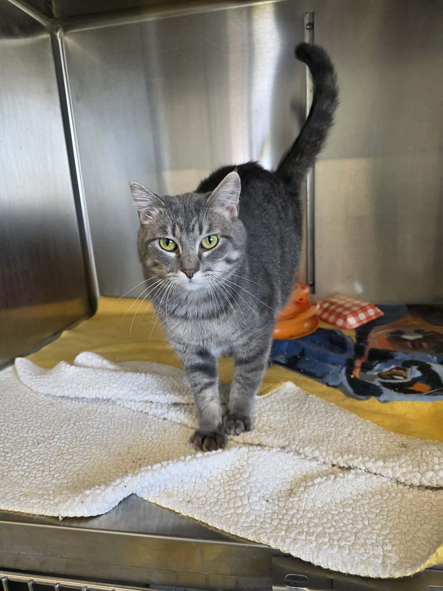 Enlarge Zandi, a Adoptable Domestic Short Hair in Detroit Lakes, MN image 3/3