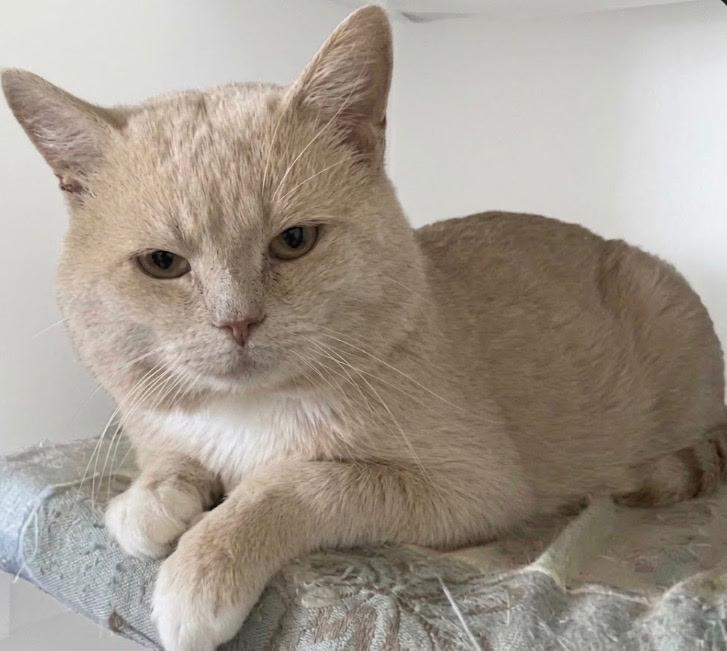 Sam, Adoptable, Young Male Domestic Short Hair.
