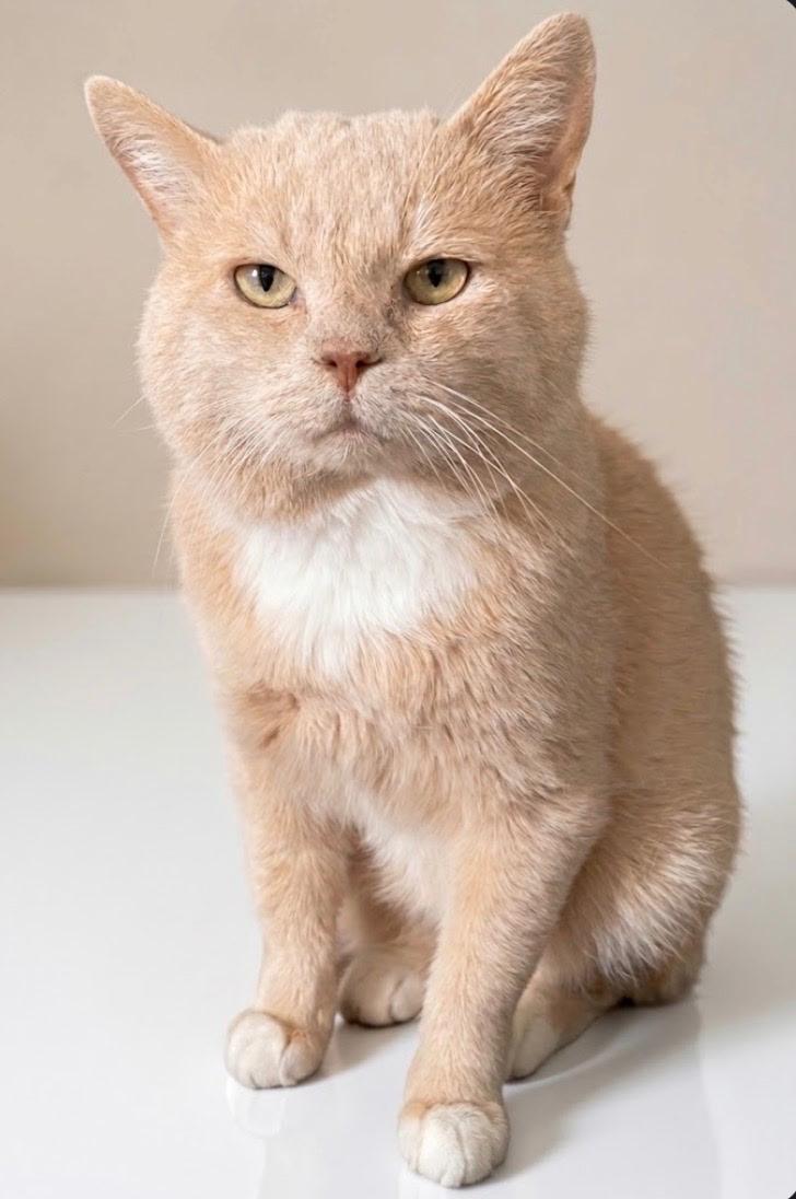 Enlarge Sam, a Adoptable Domestic Short Hair in Claresholm, AB image 2/2