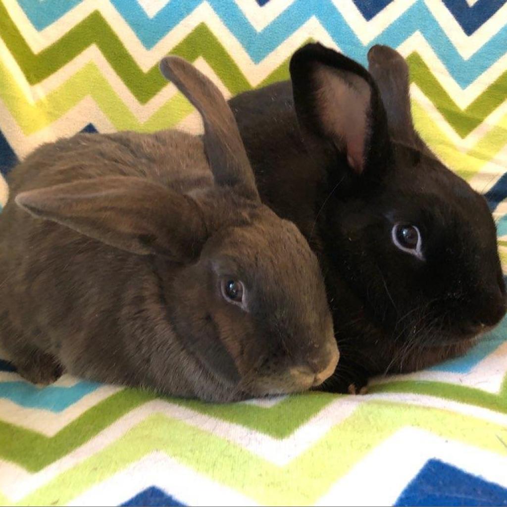 Louise (bonded to Thelma), Adoptable, Adult Female American.