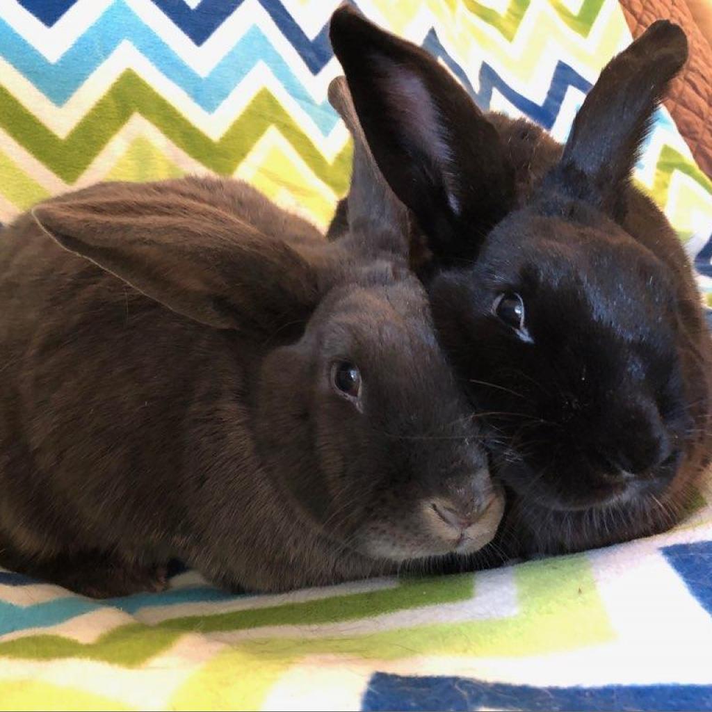 Enlarge Louise (bonded to Thelma), a Adoptable American in Murrieta, CA image 2/4