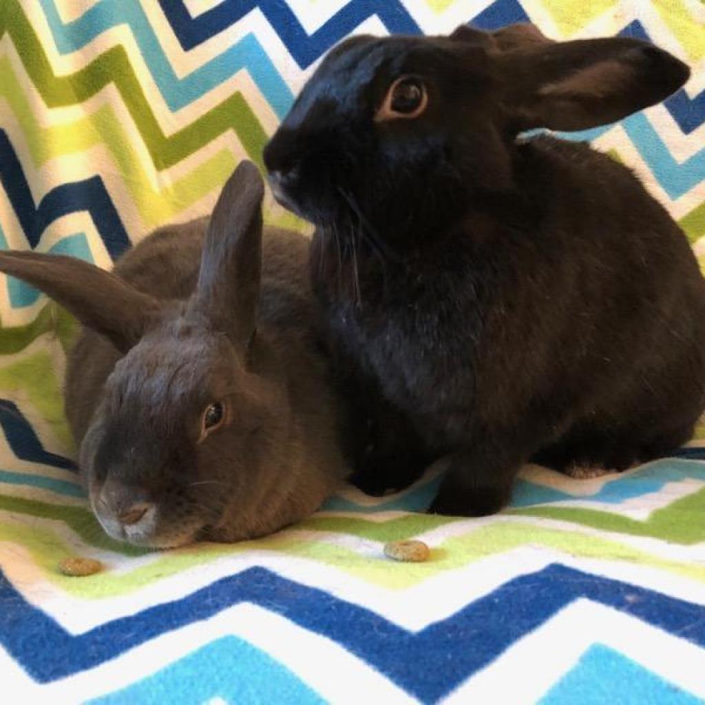 Enlarge Louise (bonded to Thelma), a Adoptable American in Murrieta, CA image 3/4