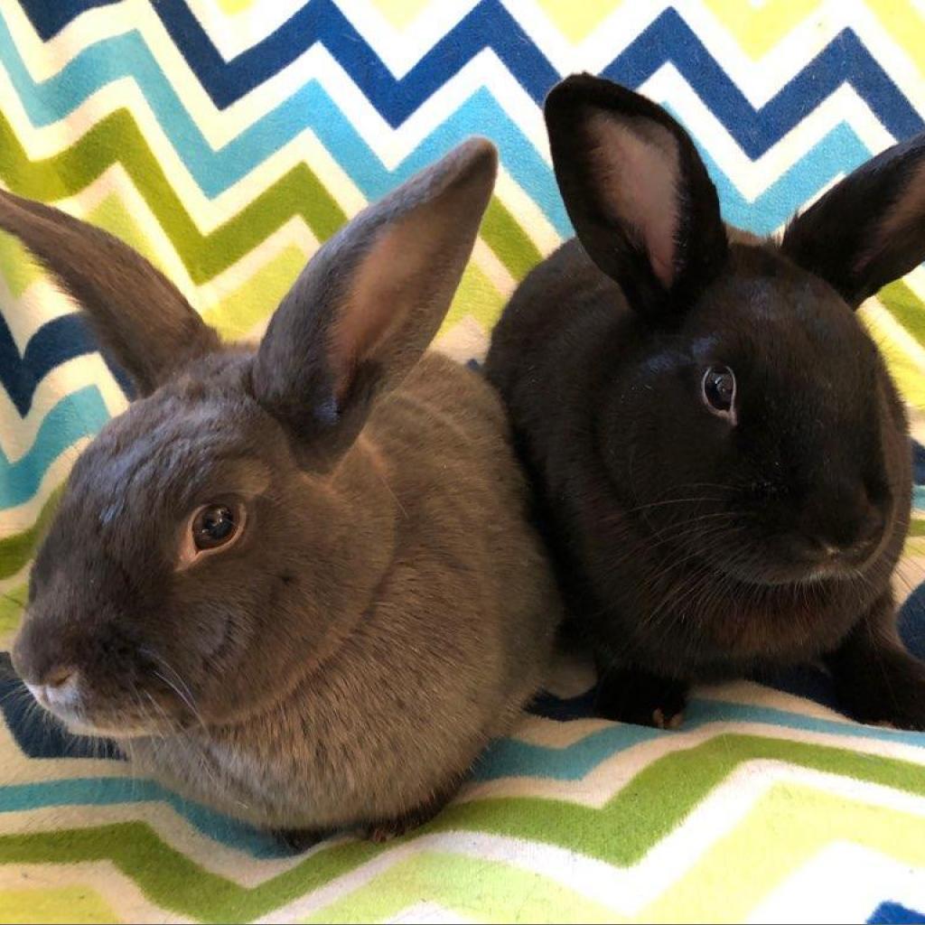 Enlarge Louise (bonded to Thelma), a Adoptable American in Murrieta, CA image 4/4