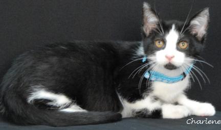 Enlarge Baljeet Tjinder, a Adoptable mixed breed in Newland, NC image 1/1