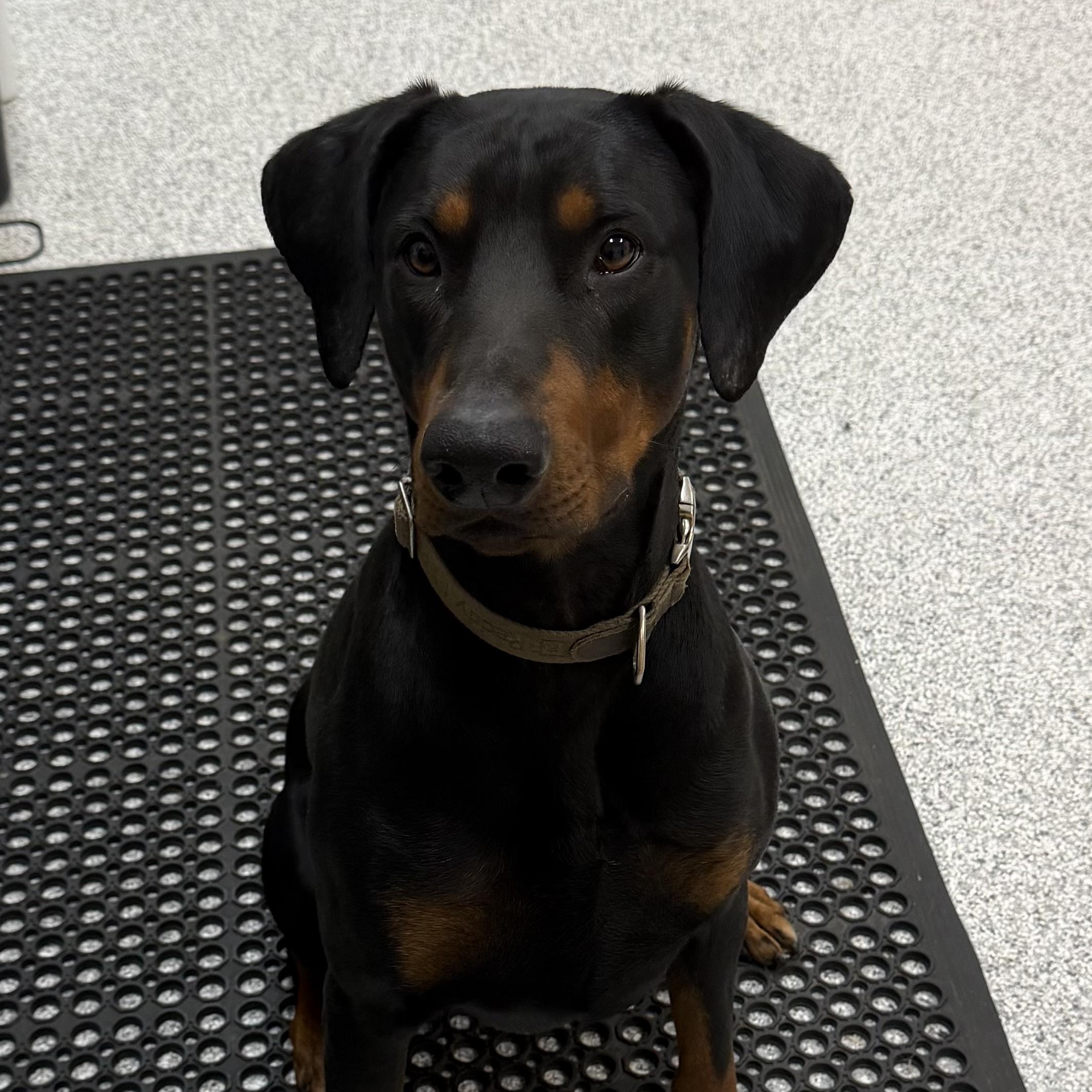 Enlarge Dexter, a ADOPTABLE Doberman Pinscher in Hood River, OR image 2/2