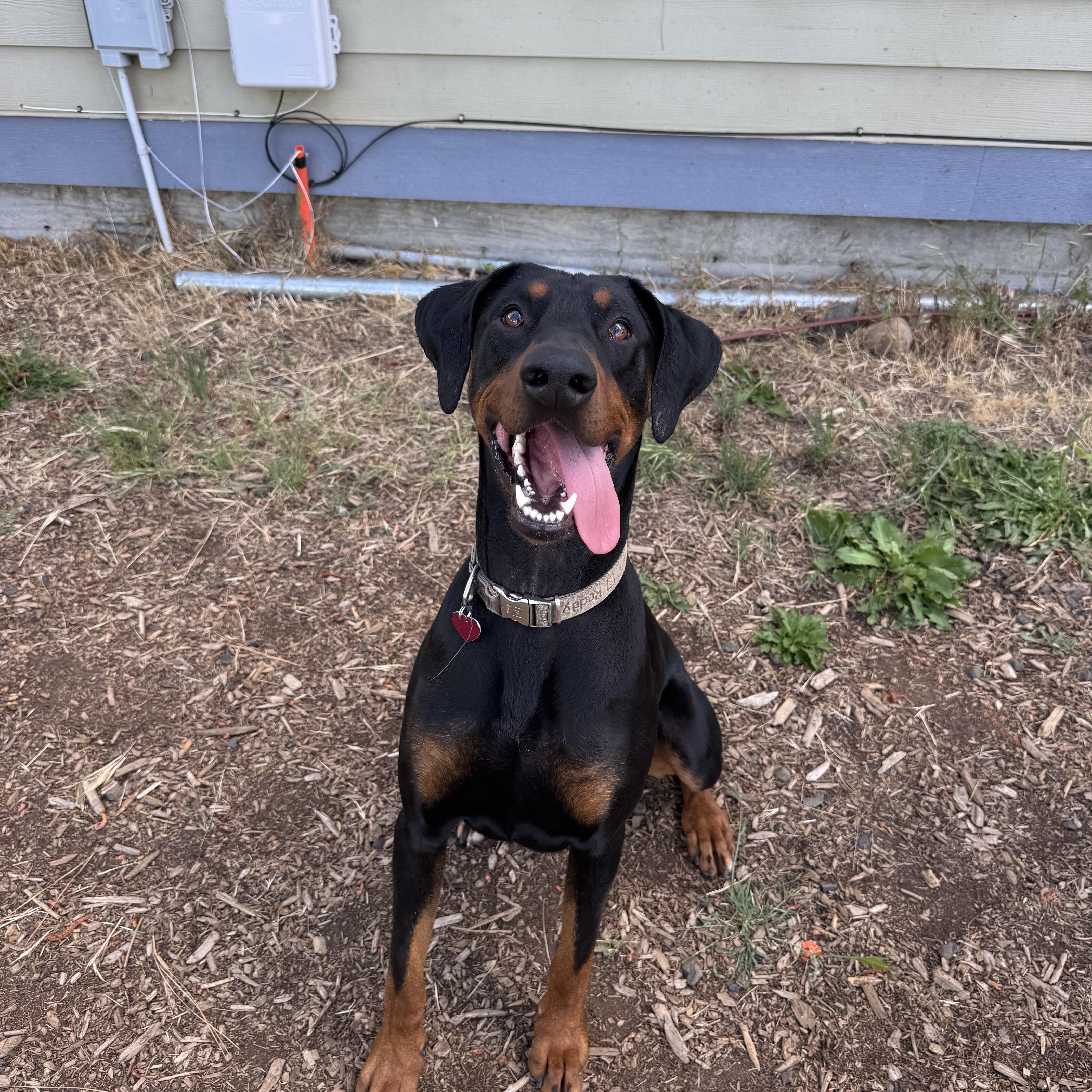 Dexter, ADOPTABLE, Young Male Doberman Pinscher.