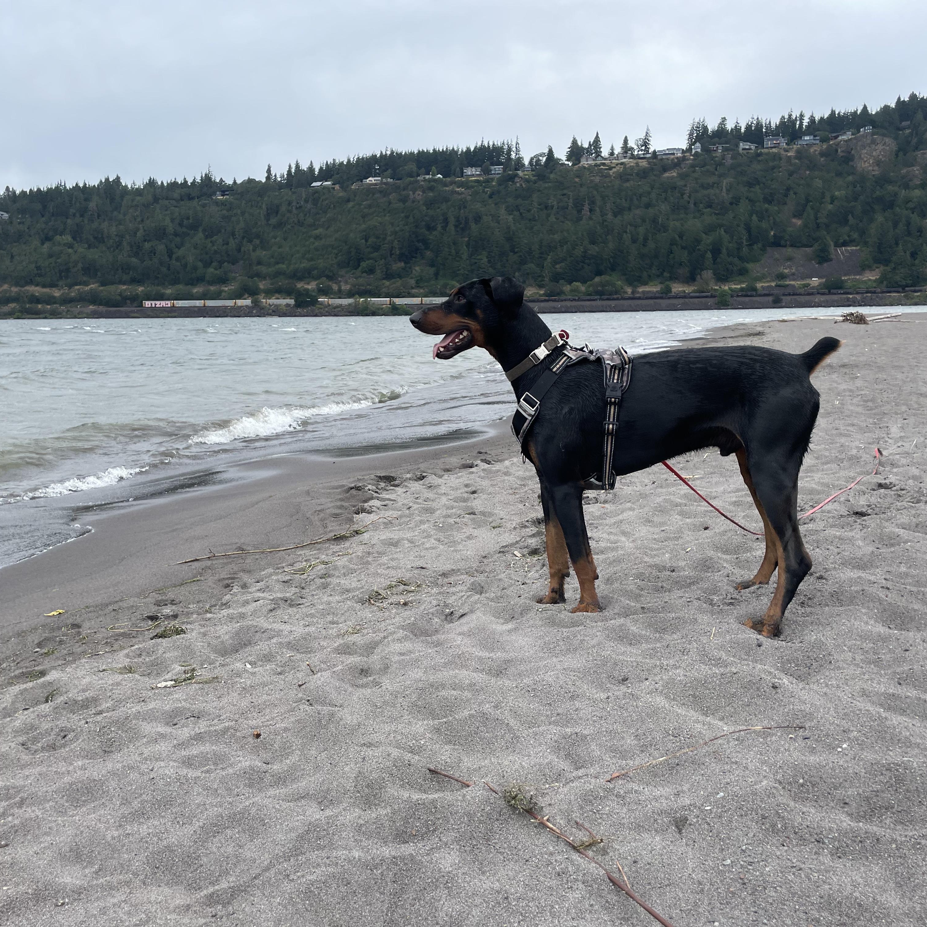 Dexter, a ADOPTABLE Doberman Pinscher in Hood River, OR image 2/3