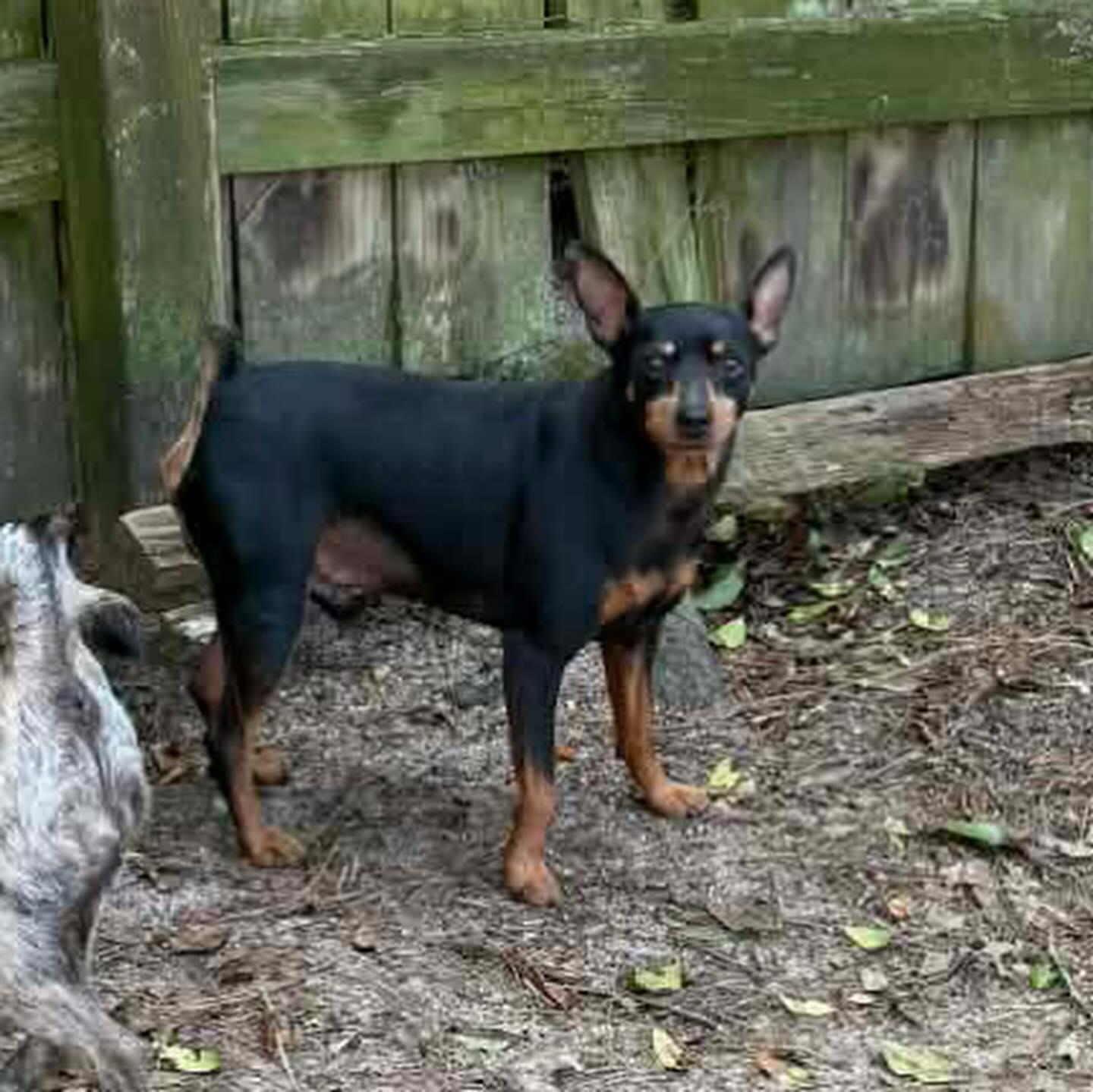 Enlarge Jack, a ADOPTABLE Miniature Pinscher in St. Albans, VT image 2/2