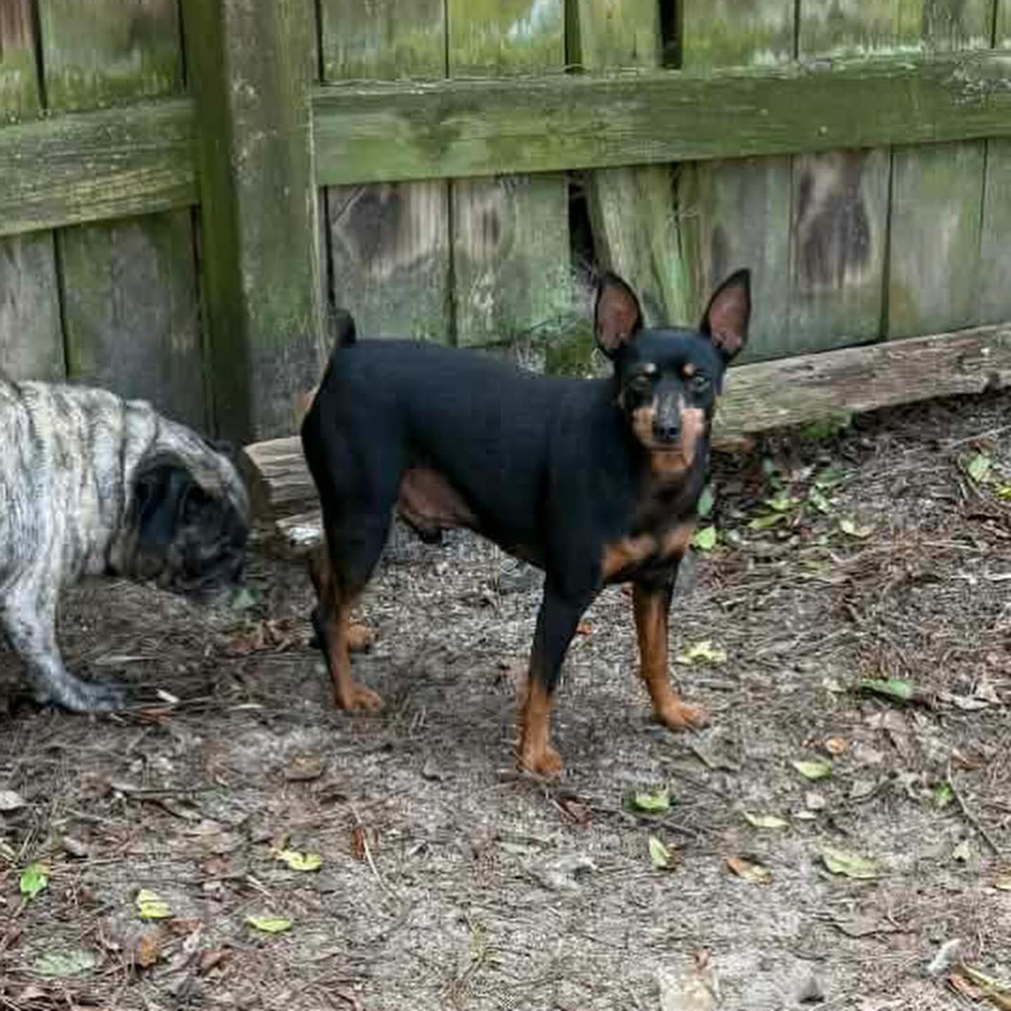 Jack, ADOPTABLE, Adult Male Miniature Pinscher.