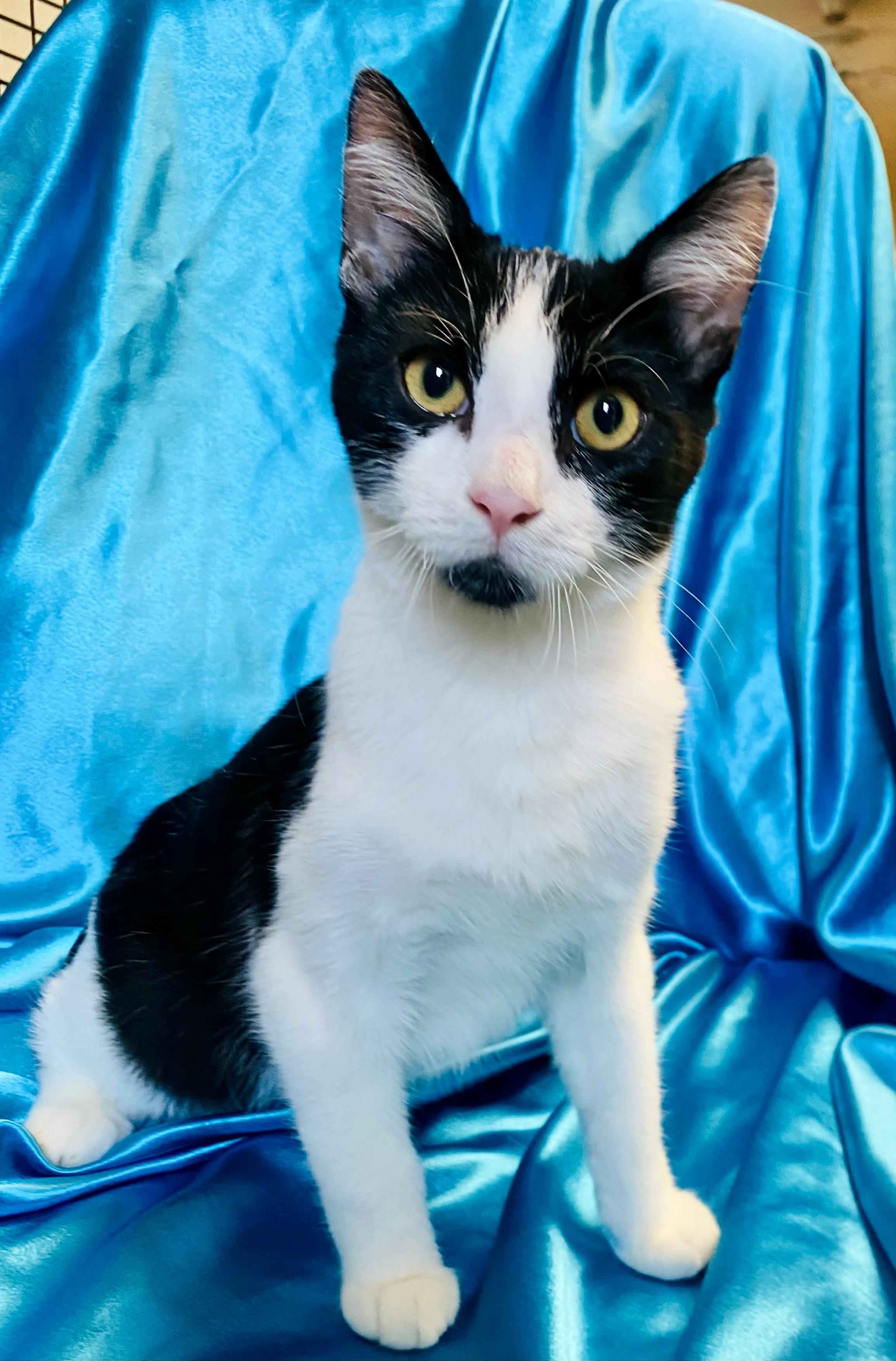 MILO, a Adoptable Tuxedo image 2/4