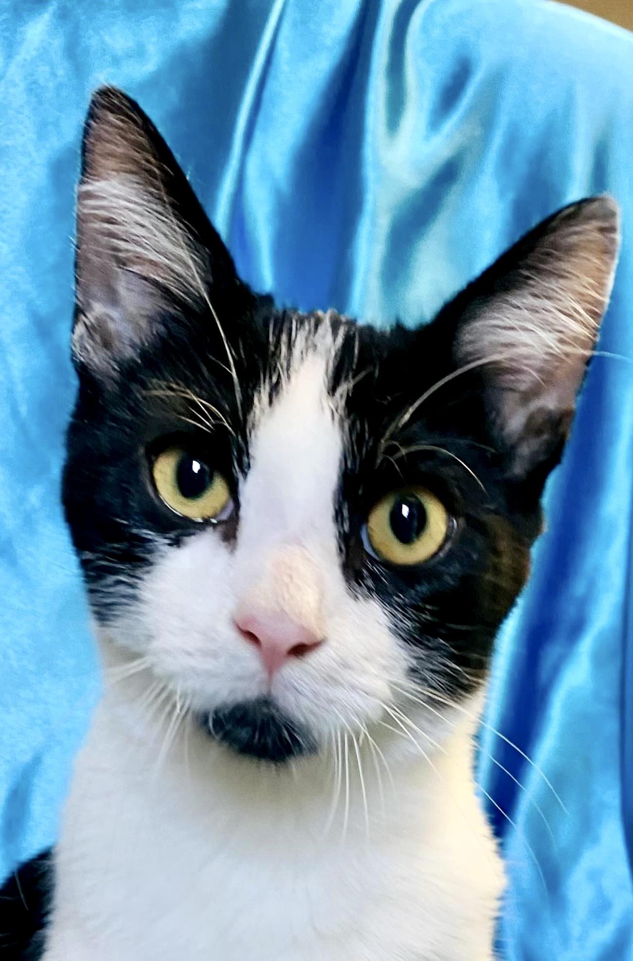 MILO, a Adoptable Tuxedo image 4/4