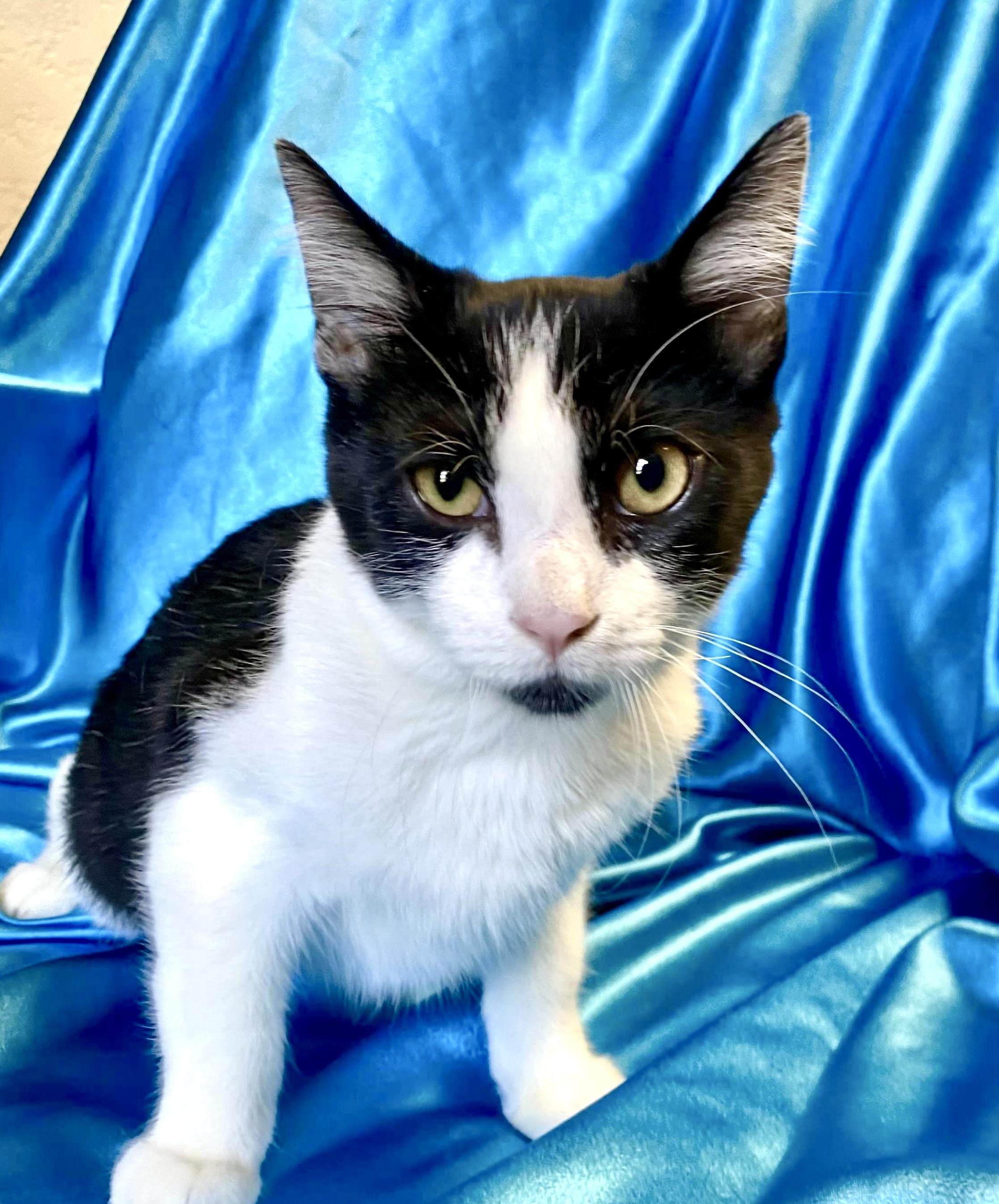 MILO, Adoptable, Kitten Male Tuxedo.