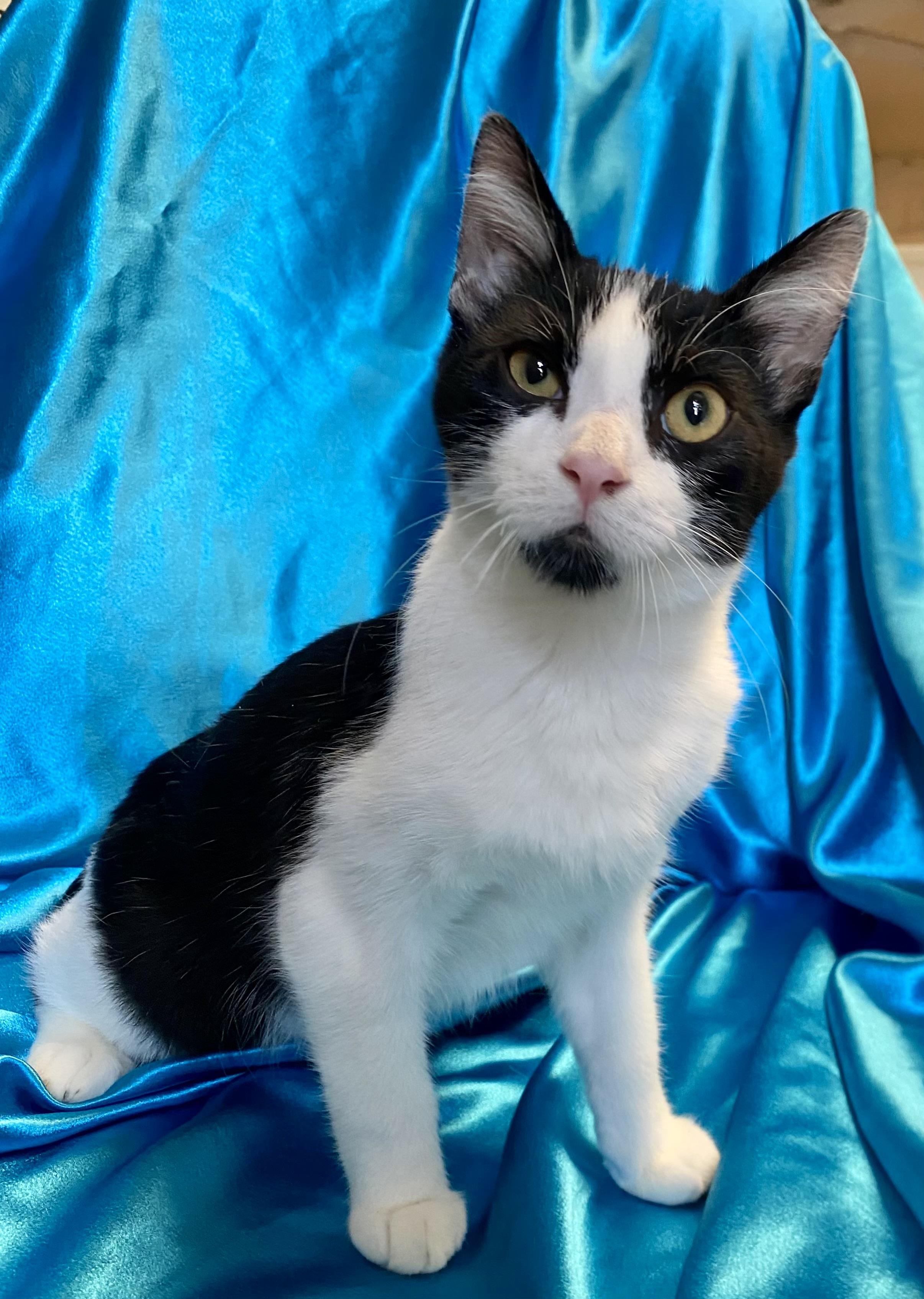 MILO, a Adoptable Tuxedo image 3/4