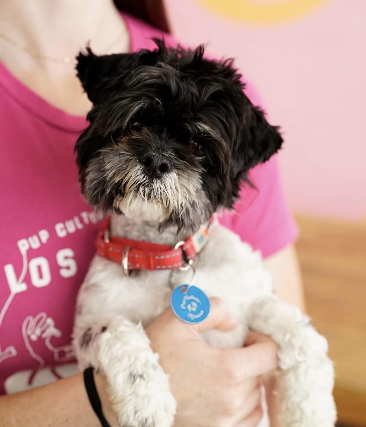 Enlarge Vito, a ADOPTABLE mixed breed in Pasadena, CA image 6/6