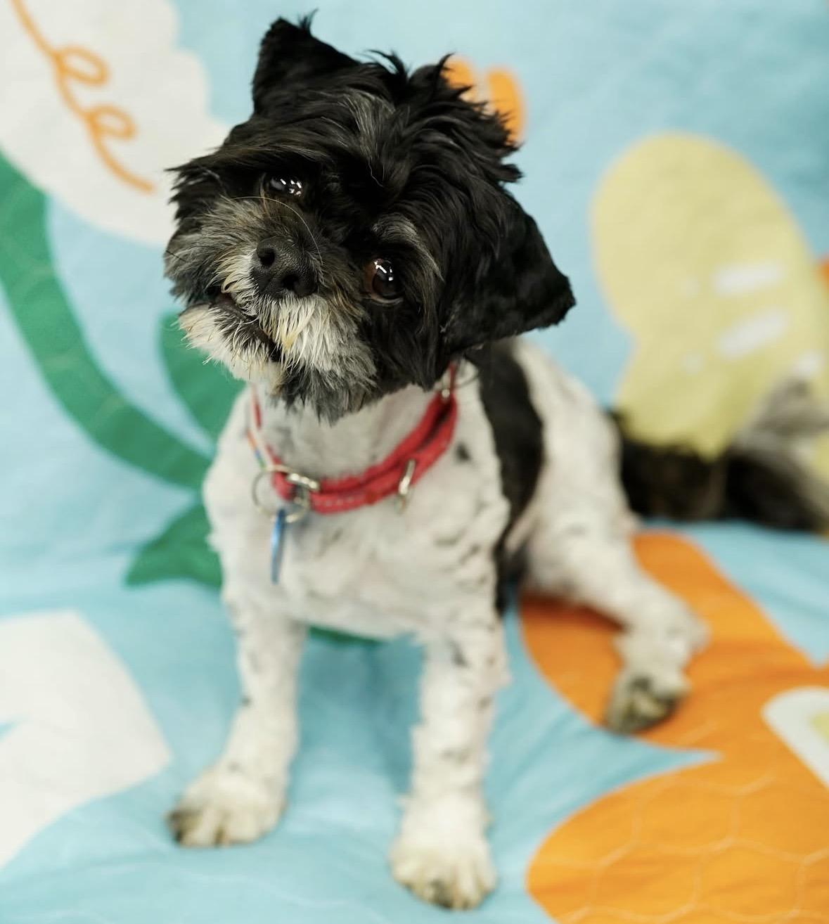 Enlarge Vito, a ADOPTABLE mixed breed in Pasadena, CA image 5/6