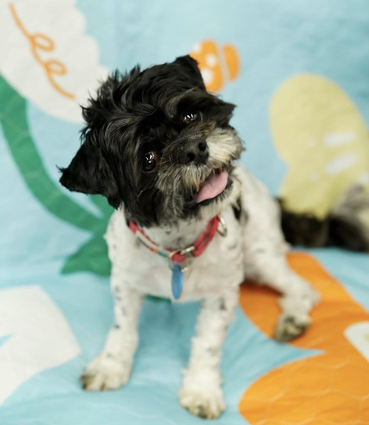 Enlarge Vito, a ADOPTABLE mixed breed in Pasadena, CA image 4/6