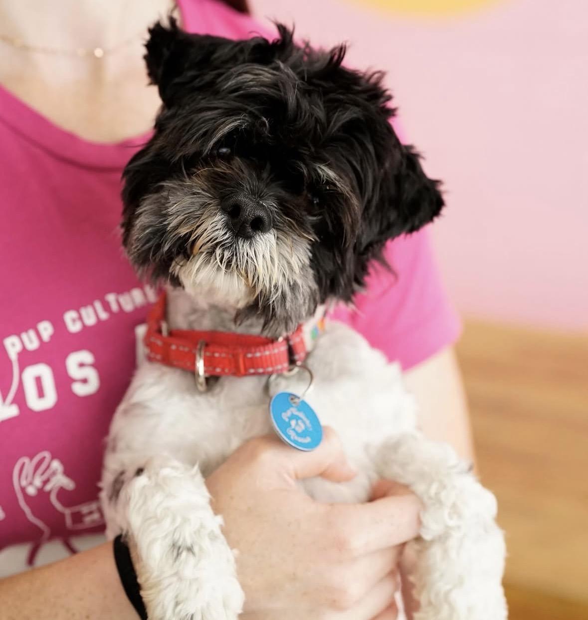 Enlarge Vito, a ADOPTABLE mixed breed in Pasadena, CA image 1/6