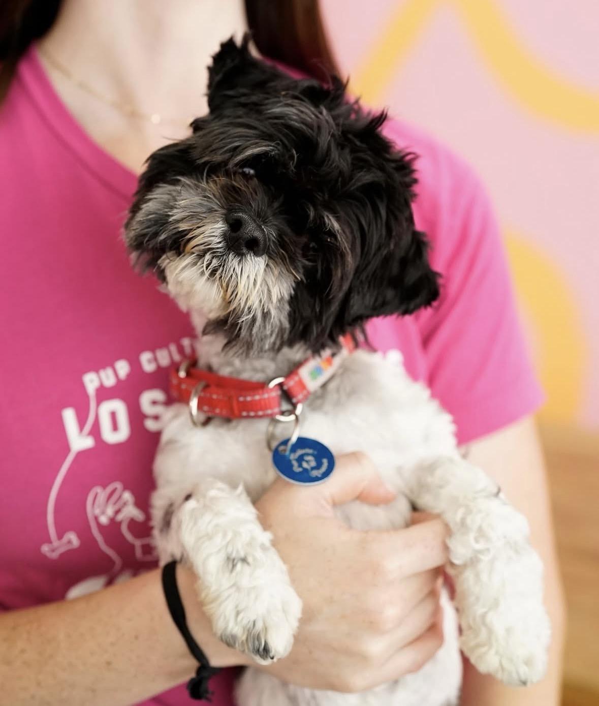 Enlarge Vito, a ADOPTABLE mixed breed in Pasadena, CA image 3/6