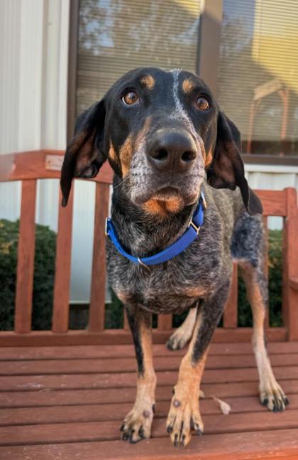 Angie, ADOPTABLE, Adult Female Coonhound.