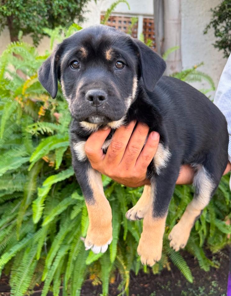 Teddy, adopted, Young Male Rottweiler & German Shepherd Dog.