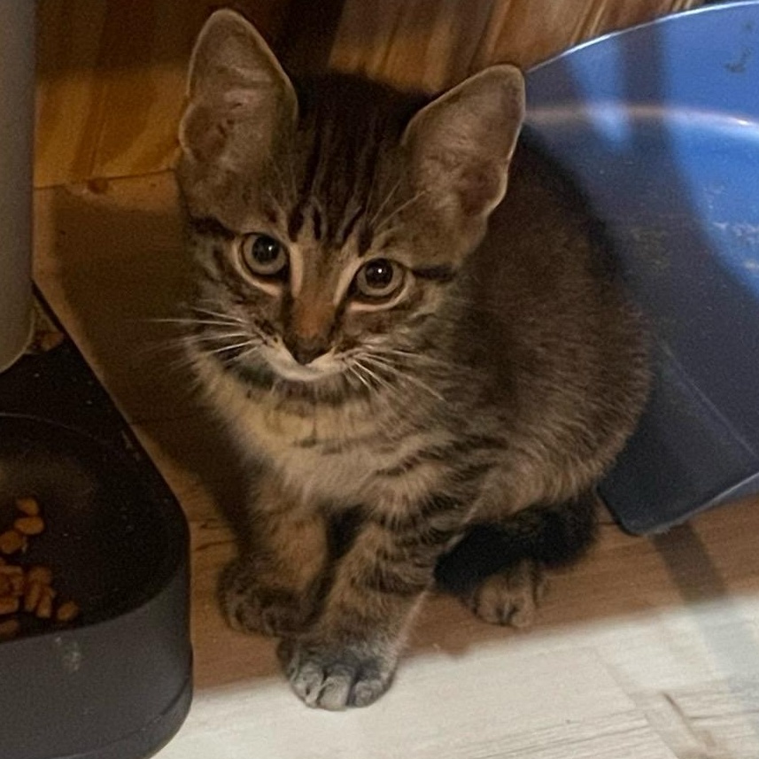 Enlarge Big Joe, a Adoptable Domestic Short Hair in Anna, TX image 1/2