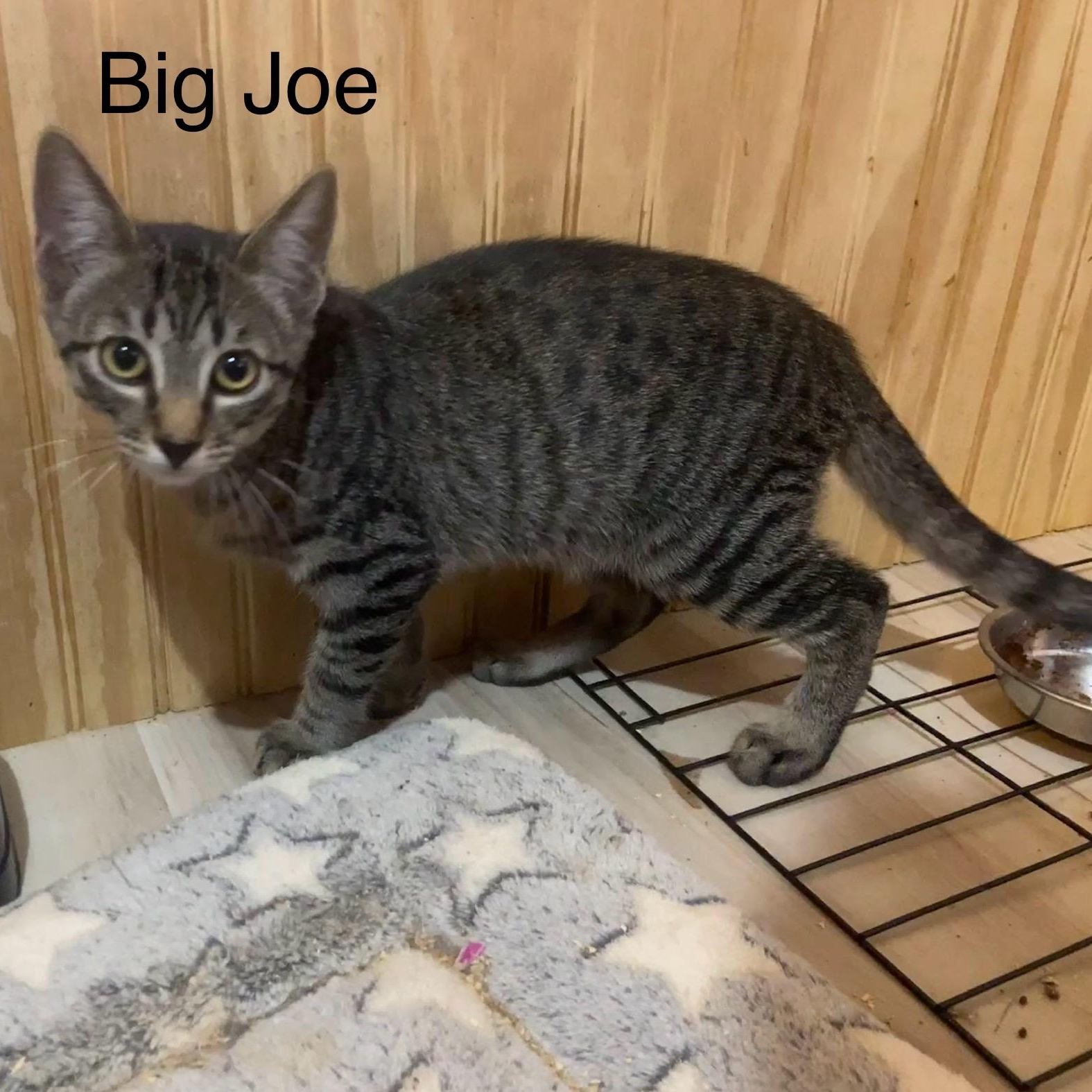 Enlarge Big Joe, a Adoptable Domestic Short Hair in Anna, TX image 2/2