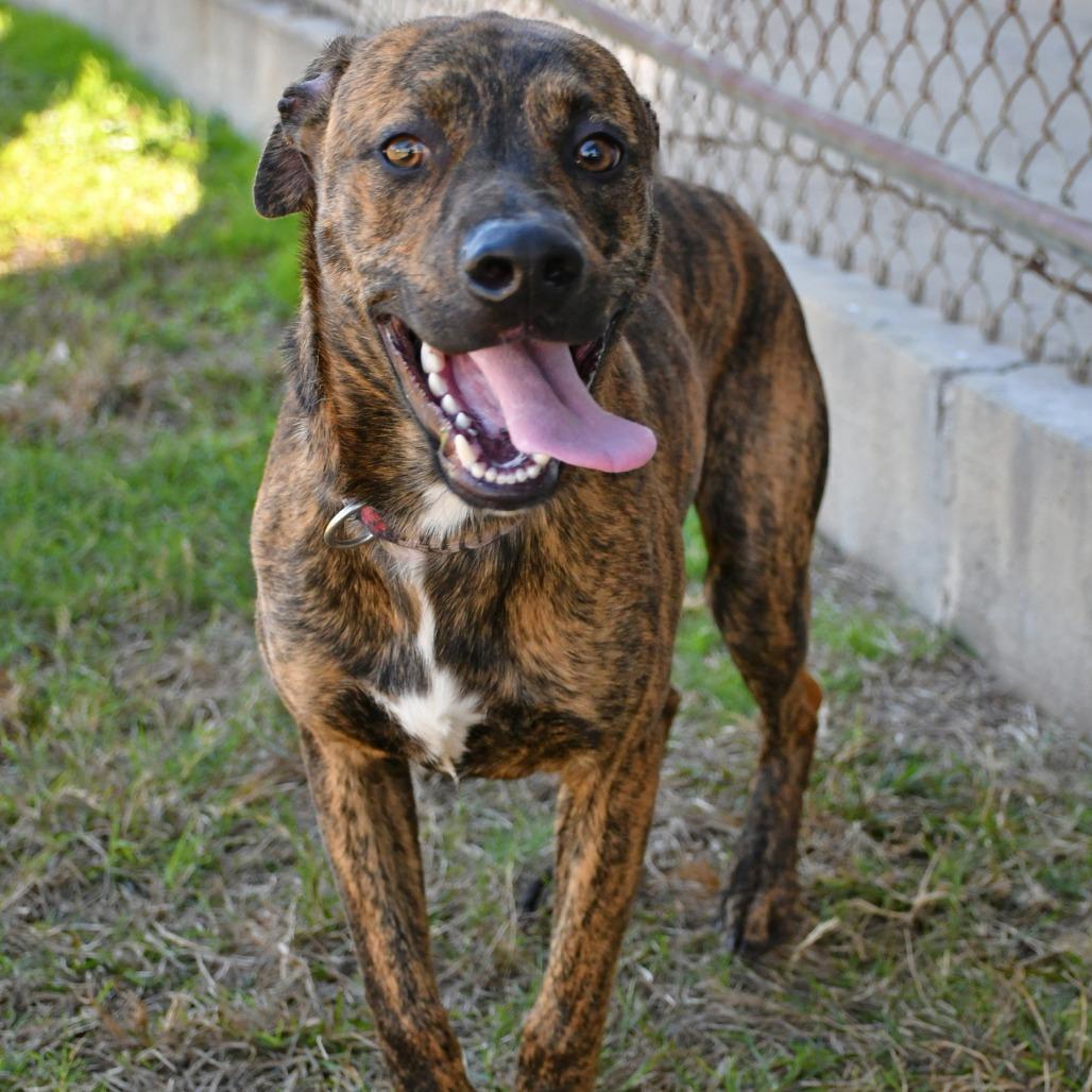 Brandon, Adoptable, Senior Male Black Mouth Cur.