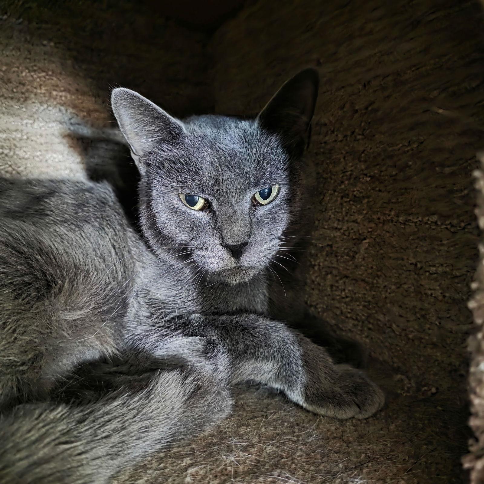 Enlarge Lady Grey *, a Adoptable Domestic Short Hair in Royal Palm Beach, FL image 1/2