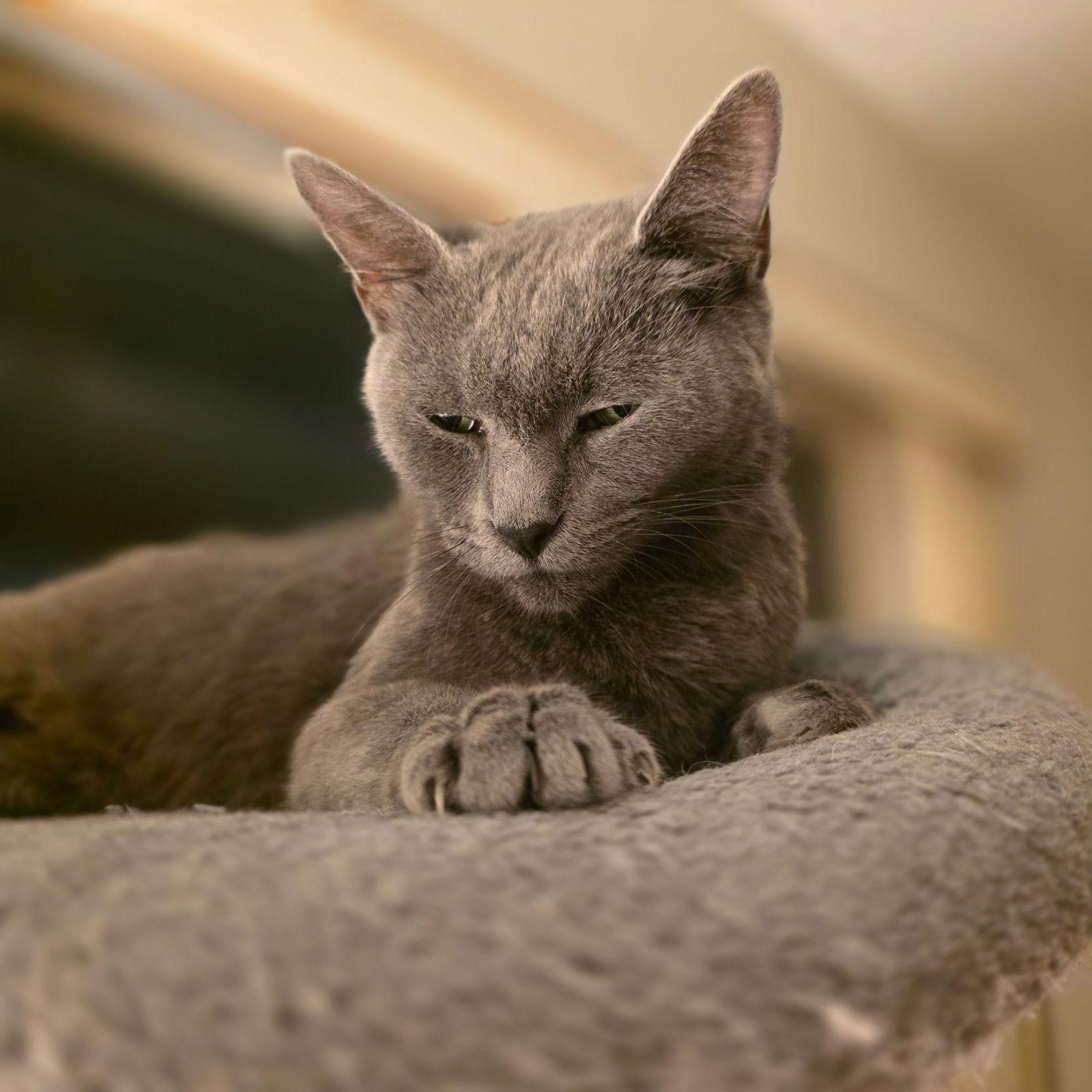 Enlarge Lady Grey *, a Adoptable Domestic Short Hair in Royal Palm Beach, FL image 2/2