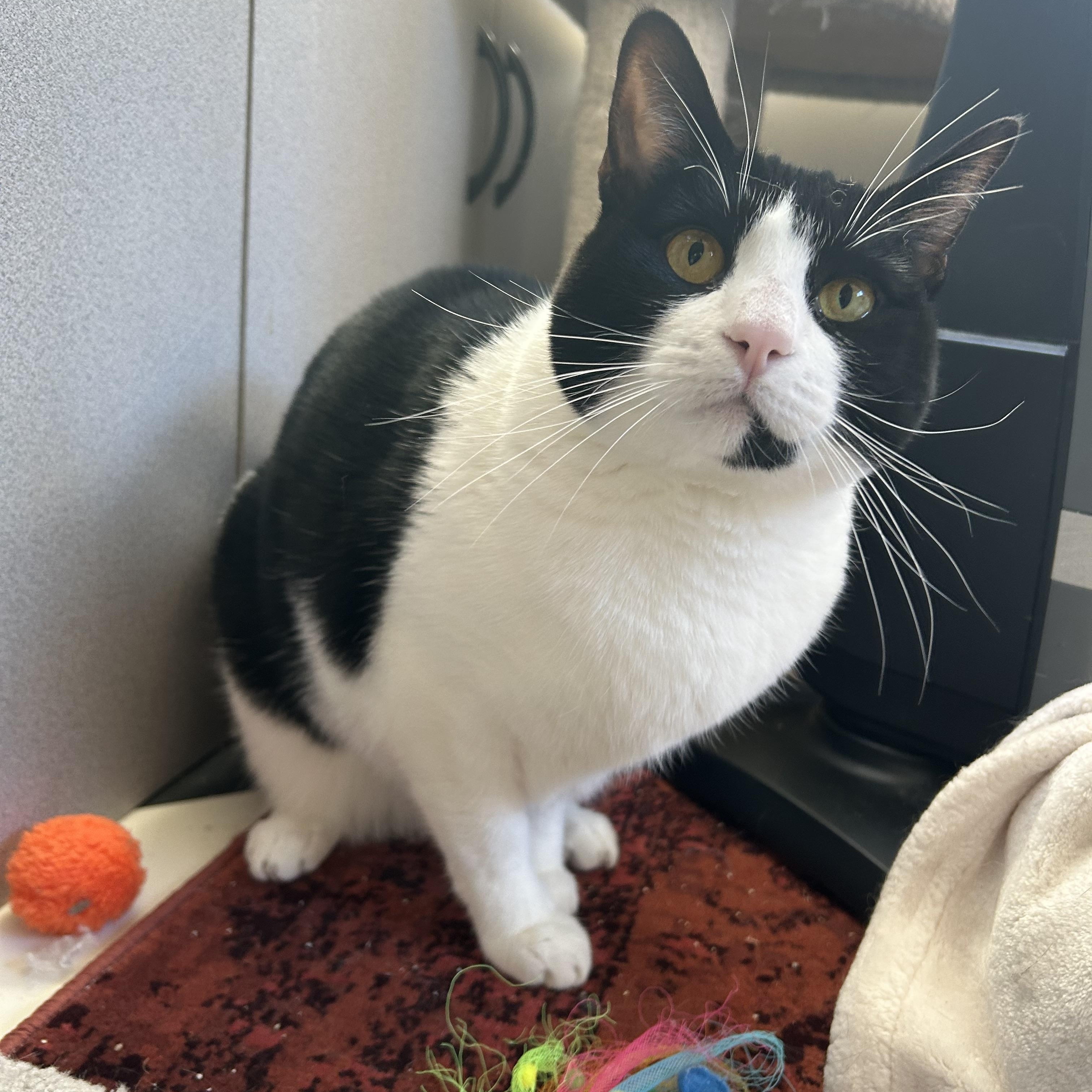 Dottie, Adoptable, Adult Female Domestic Short Hair.