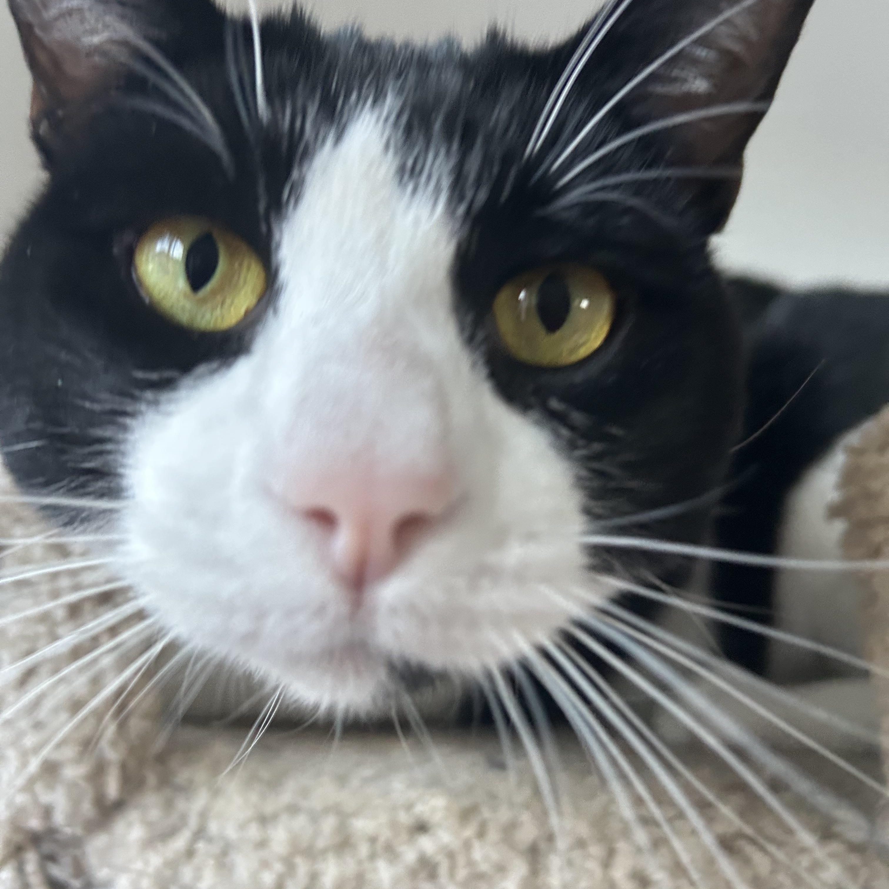 Dottie, a Adoptable Domestic Short Hair in Sacramento, CA image 5/6