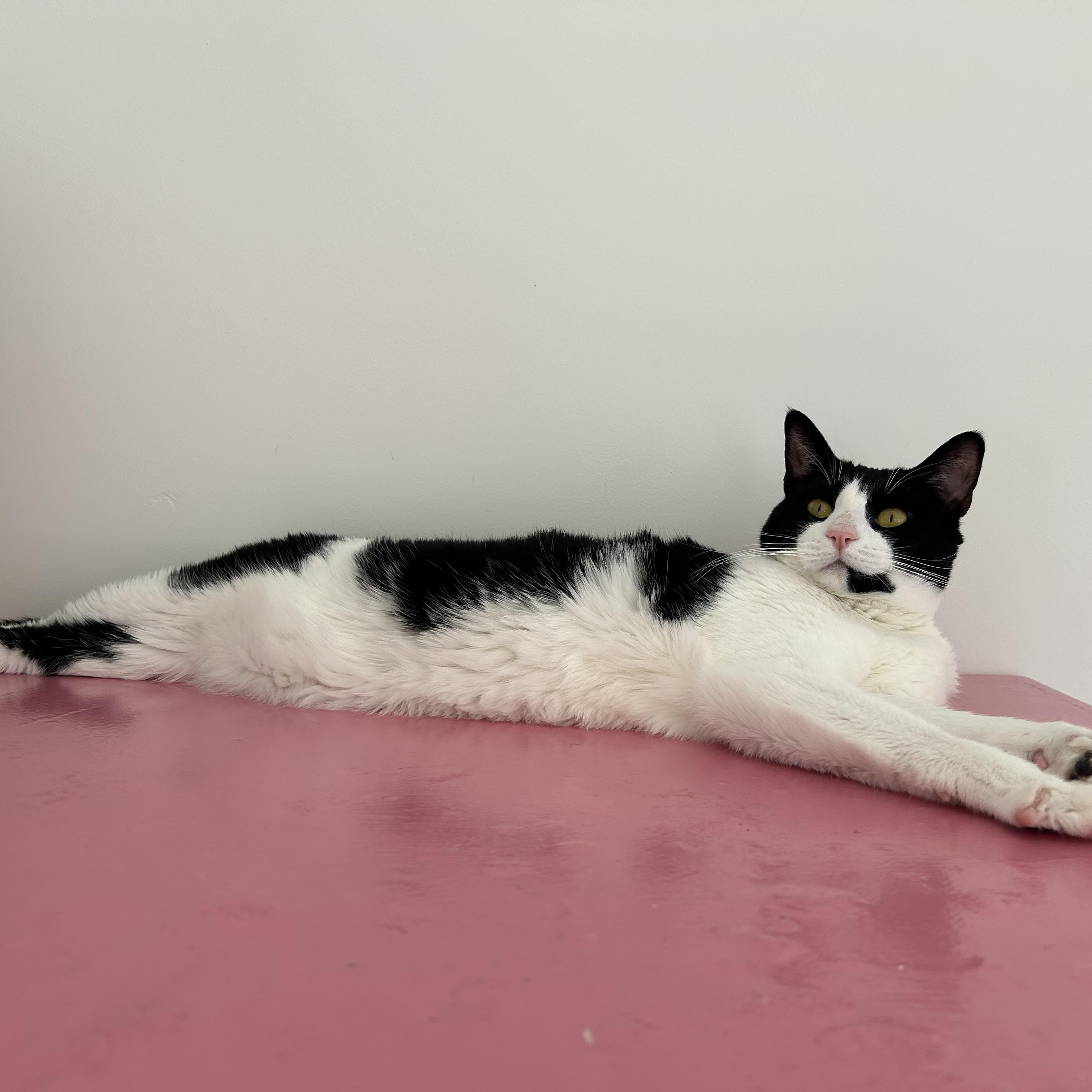 Dottie, a Adoptable Domestic Short Hair in Sacramento, CA image 4/6