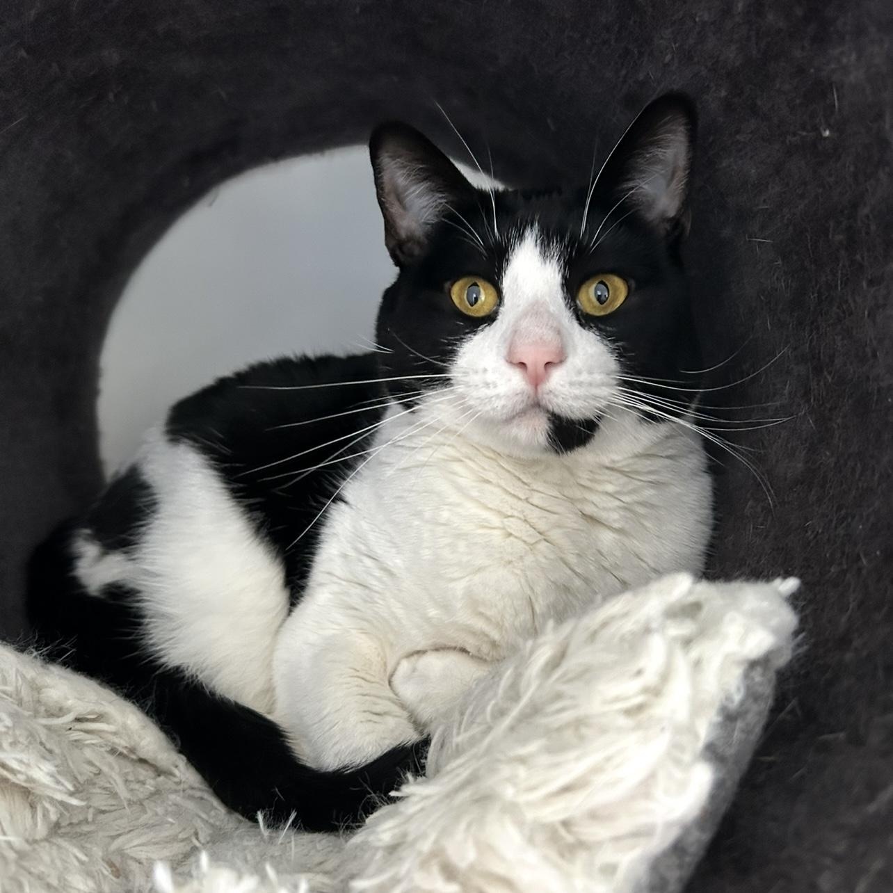 Dottie, a Adoptable Domestic Short Hair in Sacramento, CA image 1/6