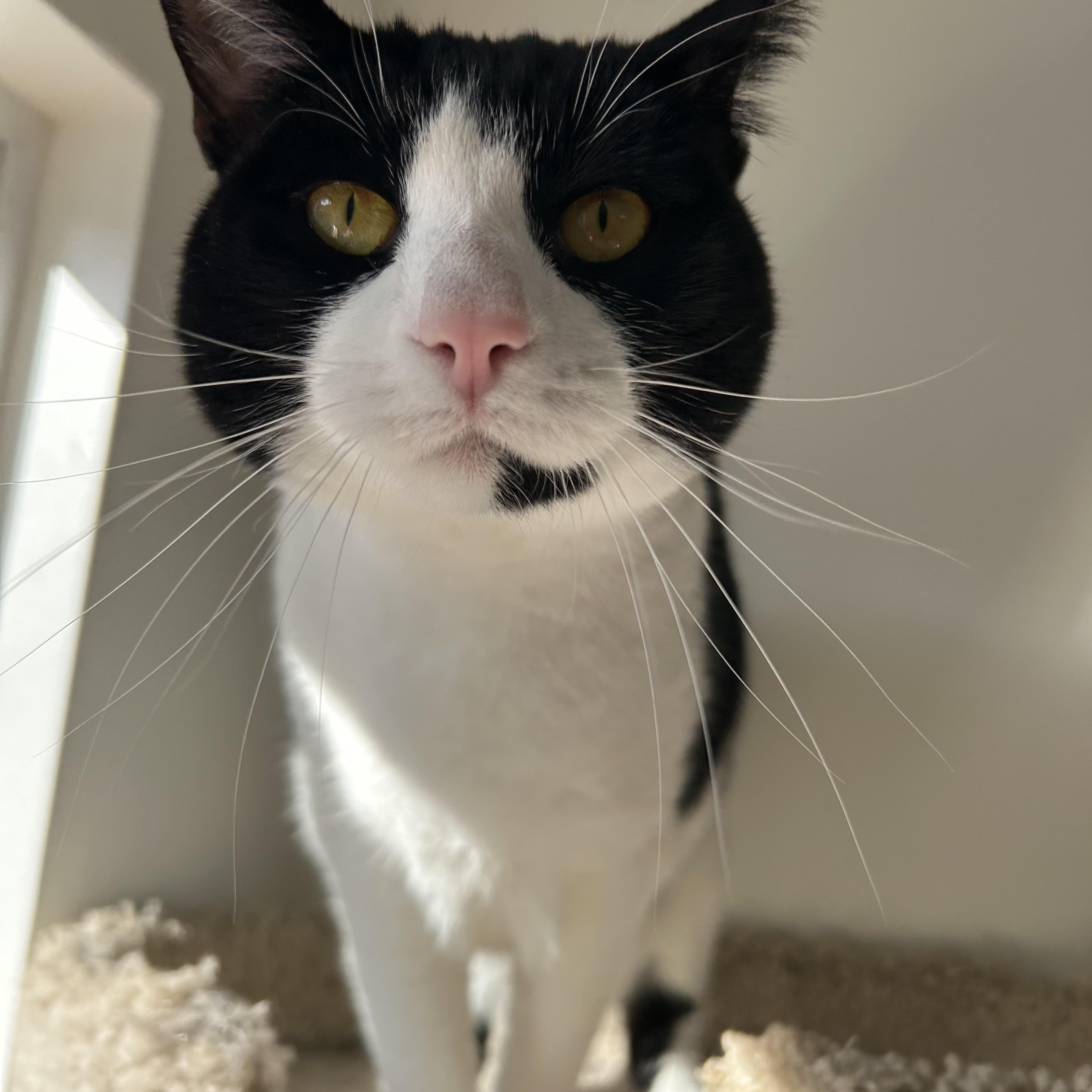 Dottie, a Adoptable Domestic Short Hair in Sacramento, CA image 2/6