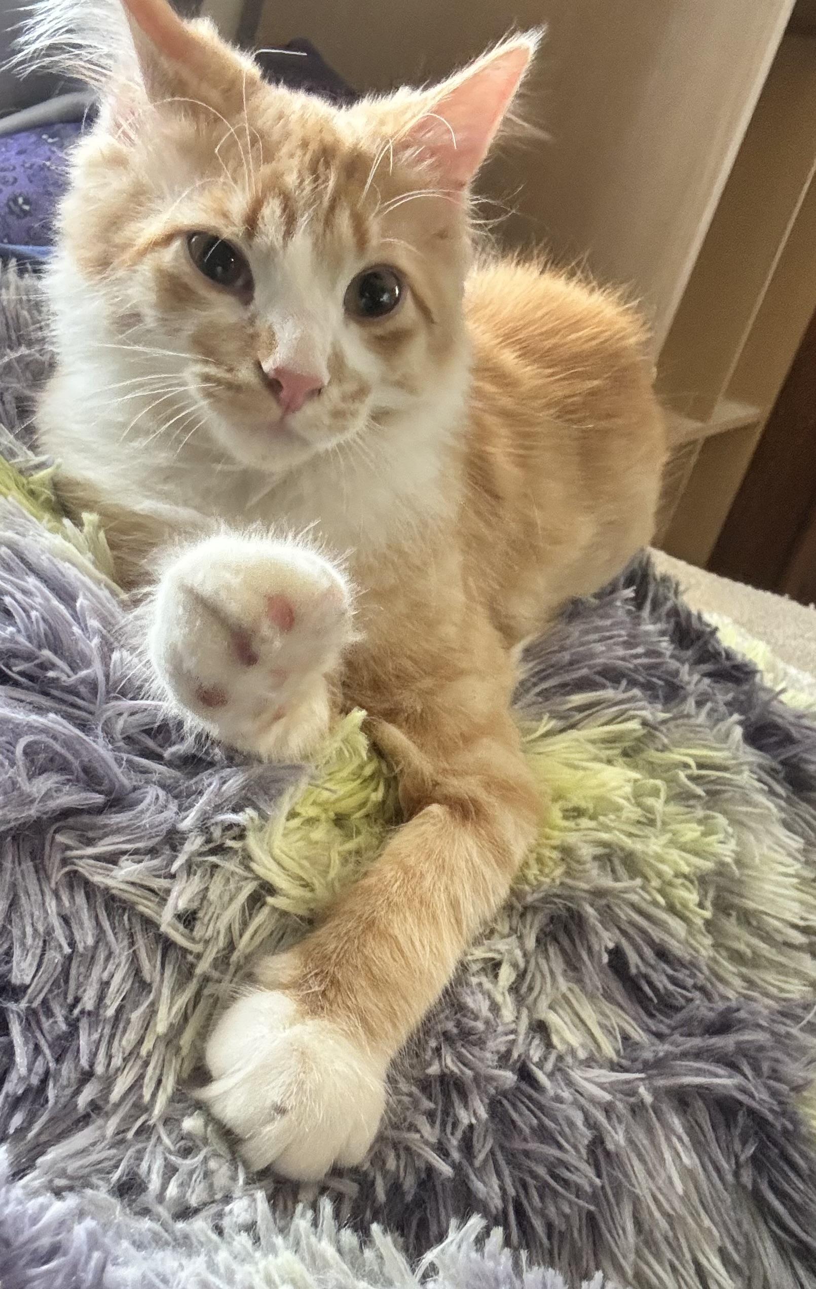 Georgie, a Adoptable mixed breed in Lockport, IL image 2/6