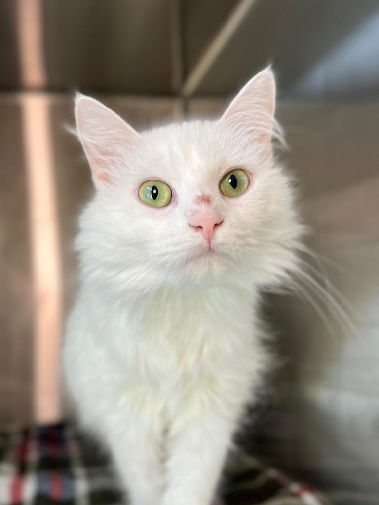 Asterios, Adoptable, Young Female Domestic Medium Hair.