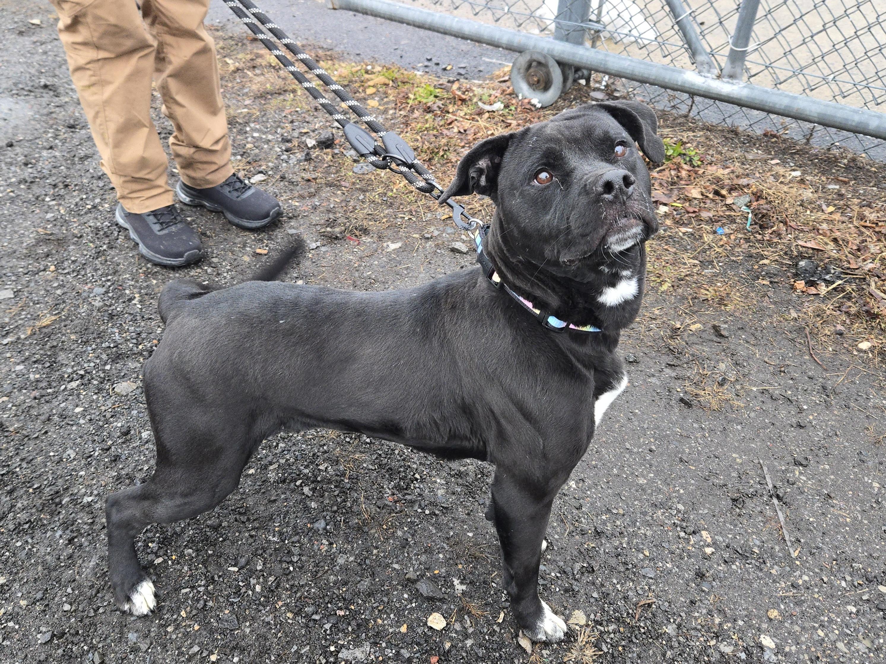 Enlarge Kansas , a ADOPTABLE Pit Bull Terrier in Trenton, NJ image 1/2