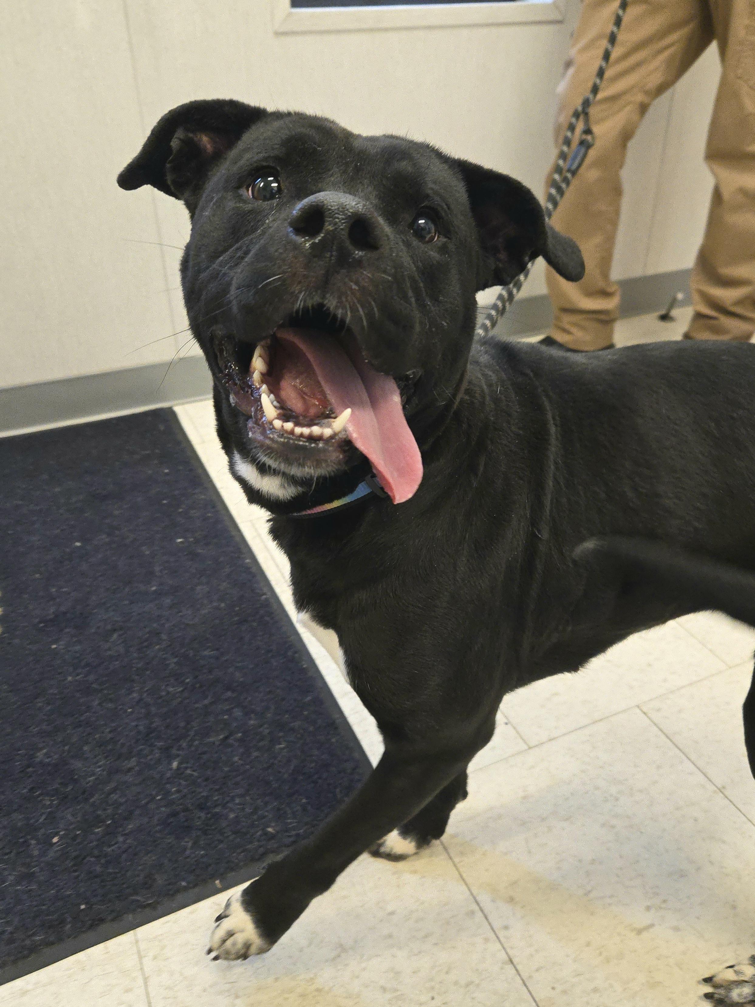 Enlarge Kansas , a ADOPTABLE Pit Bull Terrier in Trenton, NJ image 2/2