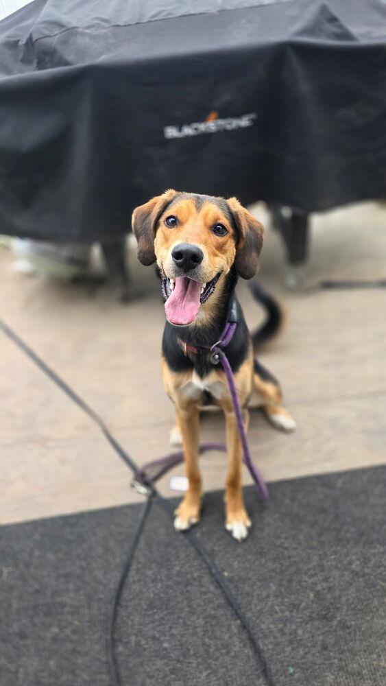 Karma, Adoptable, Young Female Coonhound.