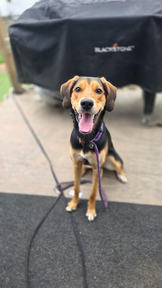 Karma, a Adoptable mixed breed in Scranton, PA image 2/3