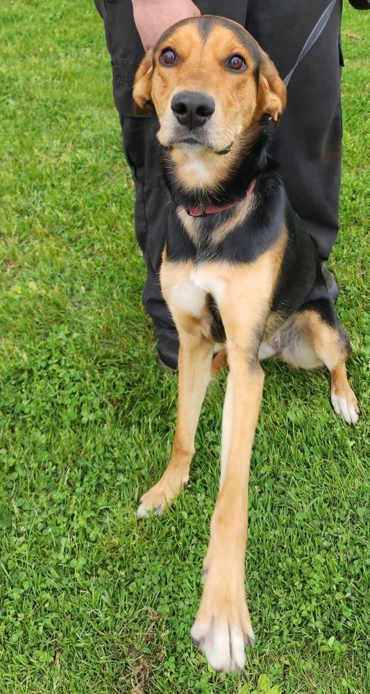 Karma, a Adoptable mixed breed in Scranton, PA image 3/3