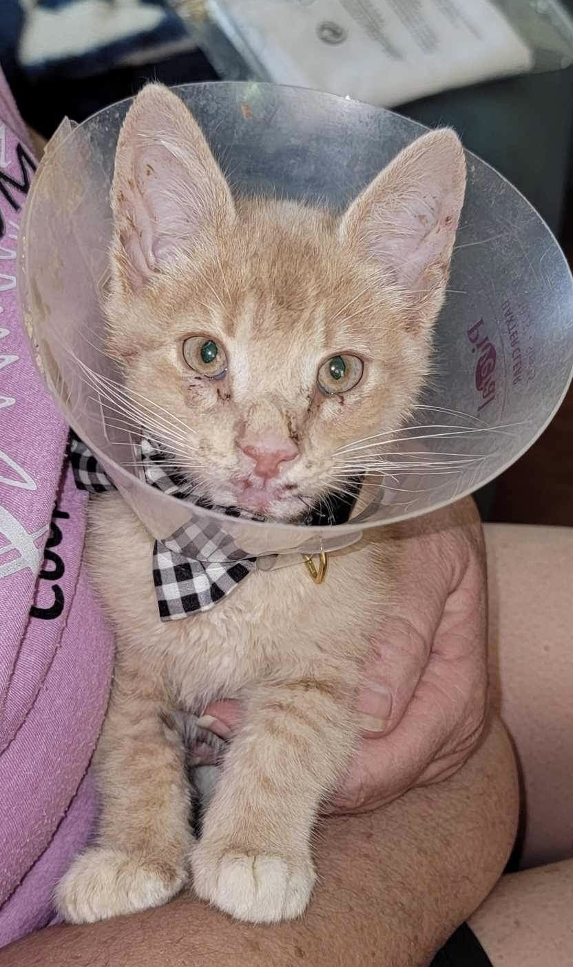 Enlarge Elmo "Mo Mo", a Adopted American Shorthair in Ladonia, TX image 5/5