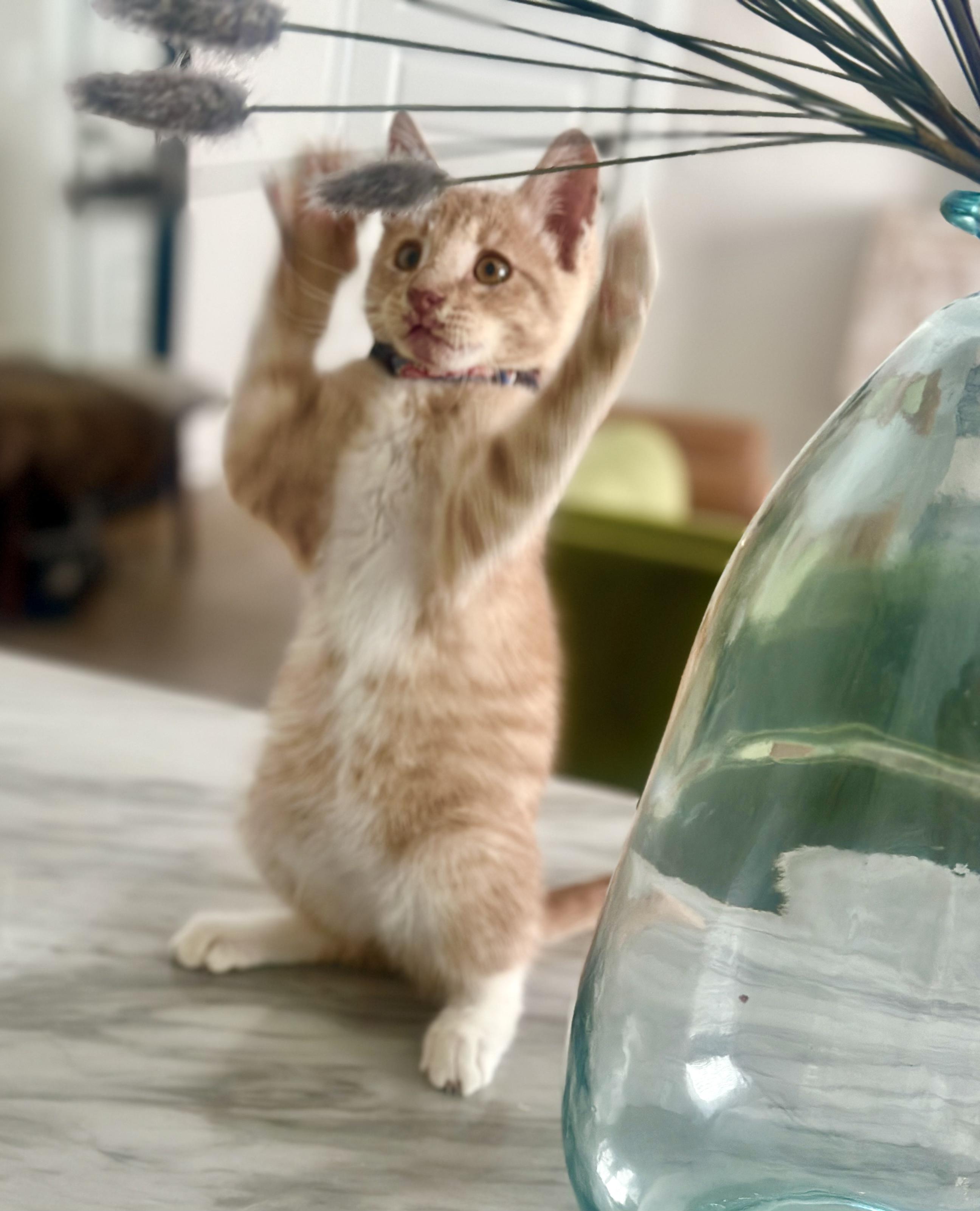 Enlarge Elmo "Mo Mo", a Adopted American Shorthair in Ladonia, TX image 1/5