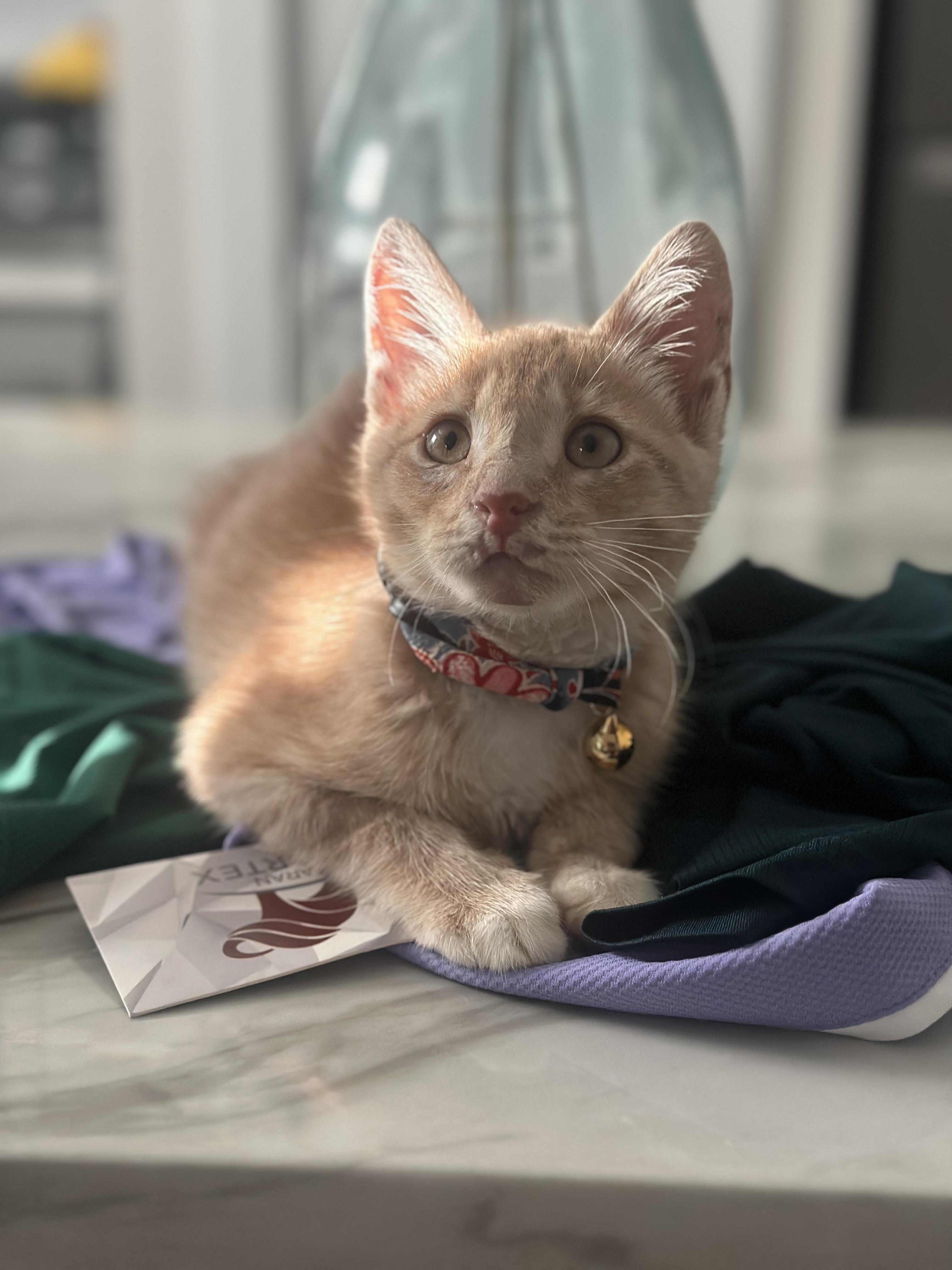 Enlarge Elmo "Mo Mo", a Adopted American Shorthair in Ladonia, TX image 2/5