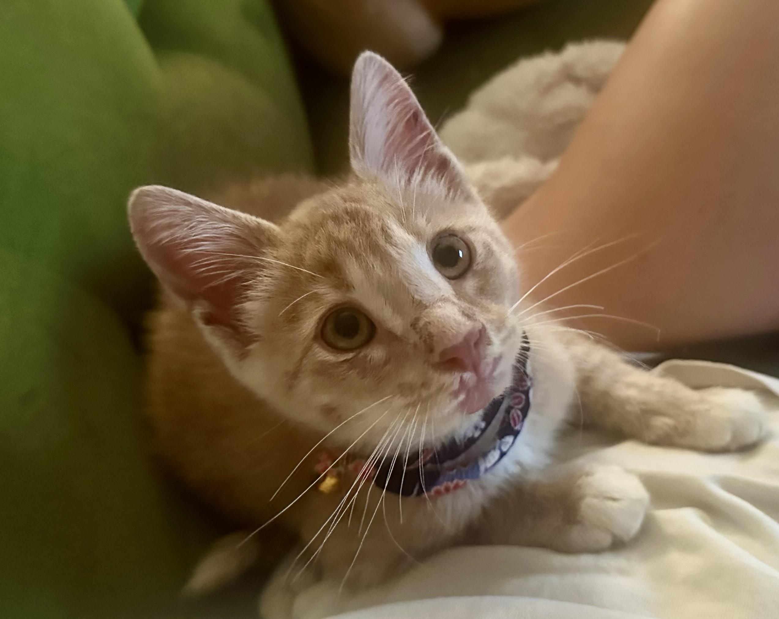 Enlarge Elmo "Mo Mo", a Adopted American Shorthair in Ladonia, TX image 3/5